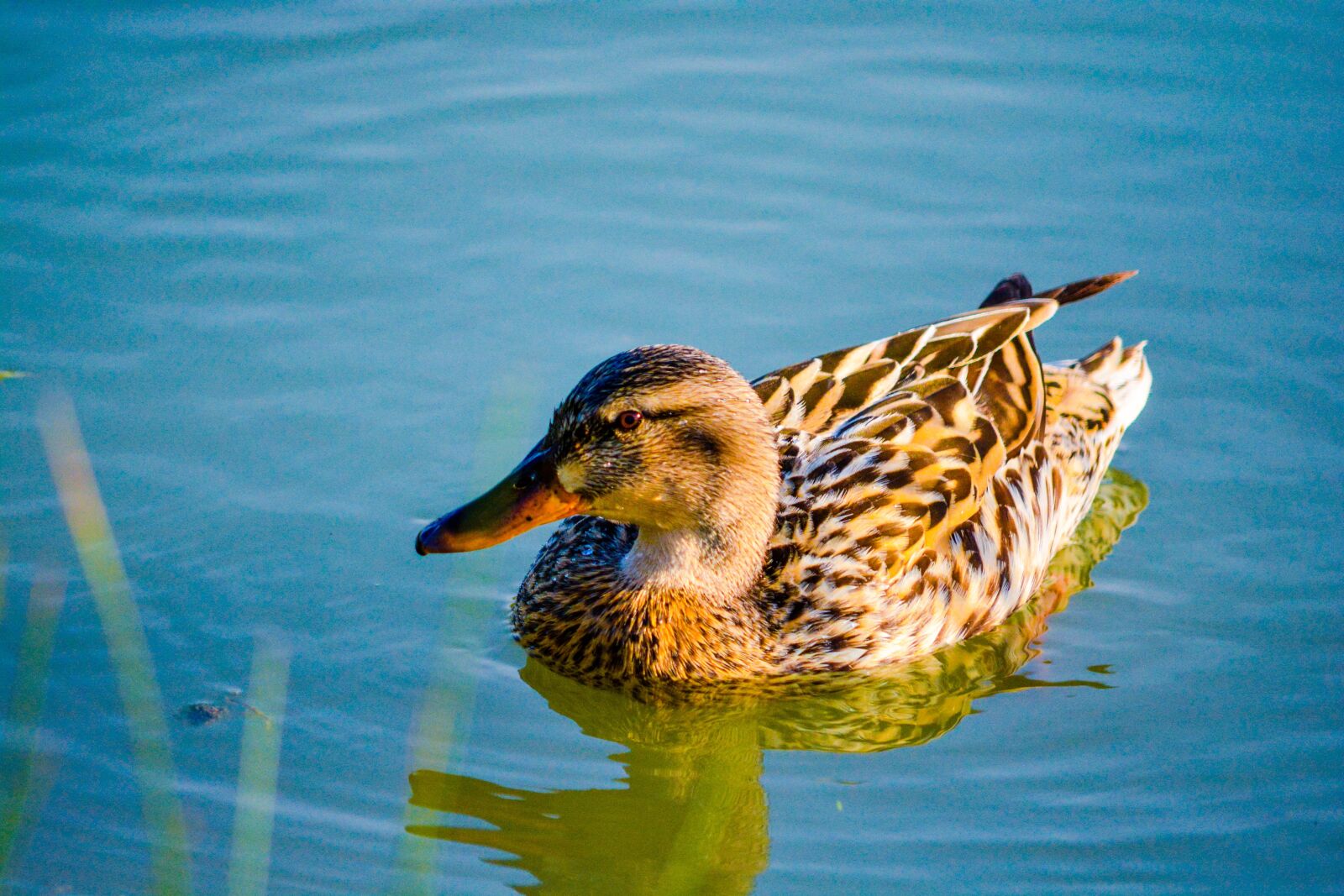 Nikon D5200 sample photo. Duck, bird, animal photography