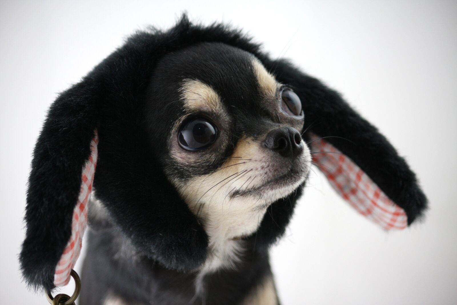 Canon EOS 40D sample photo. Dog, chihuahua, small dogs photography