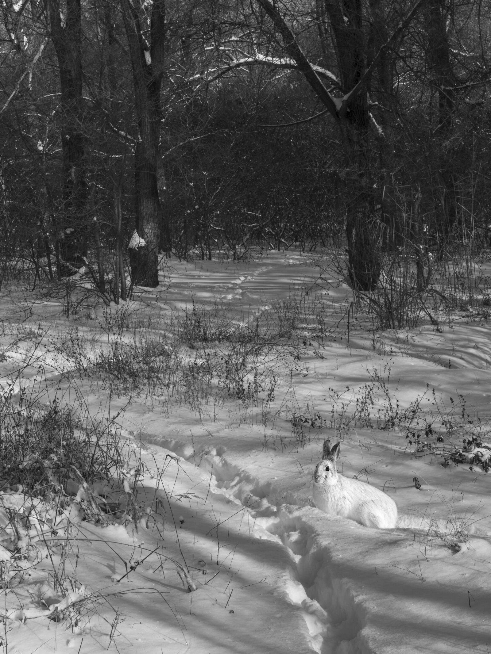 Olympus PEN E-PL7 sample photo. Snow, path, hare photography