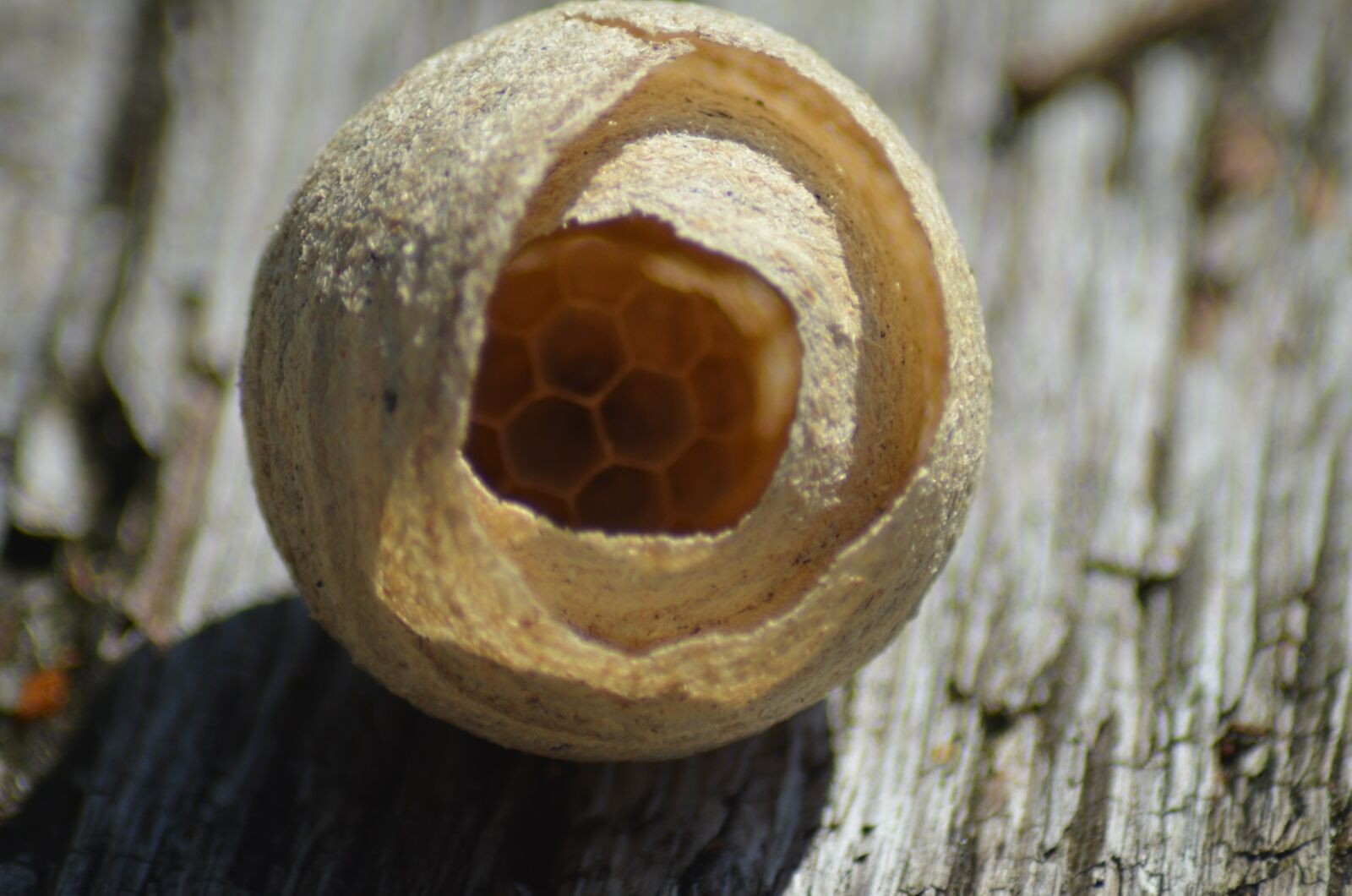 Nikon D5100 sample photo. Wasp, animal, hive photography