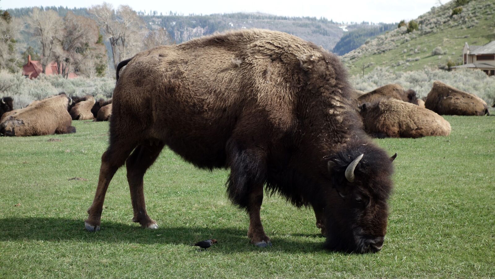 Sony Cyber-shot DSC-RX100 sample photo. Buffalo, bison, yellowstone photography