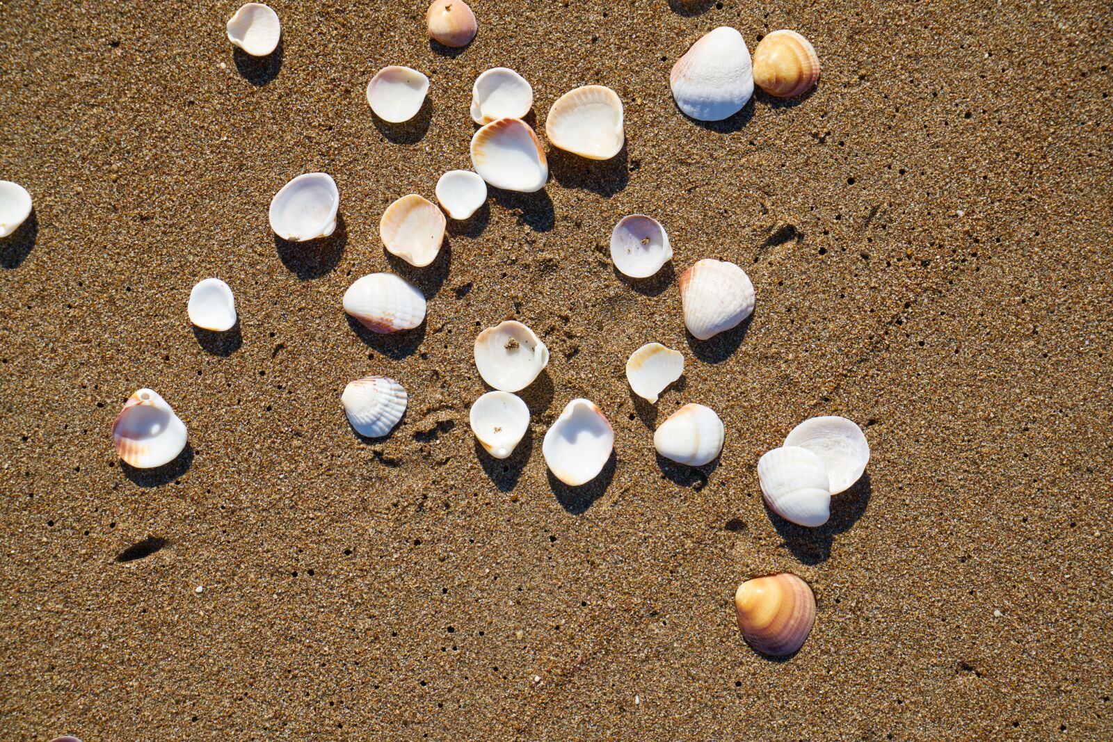Sony a7R II sample photo. Beach, sand, background photography
