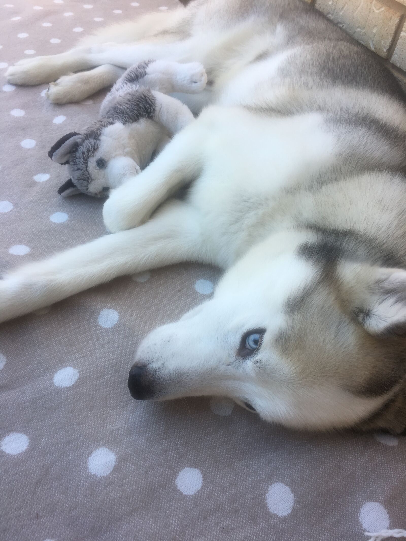 Apple iPhone 6s sample photo. Dog, husky, wolf photography