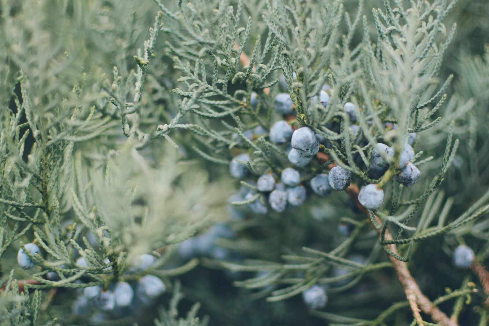 Nikon D7100 sample photo. Nature, blue, bush photography