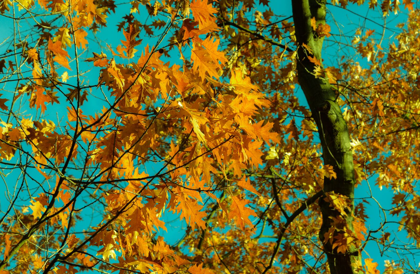 Nikon D610 sample photo. Branch, bright, change photography