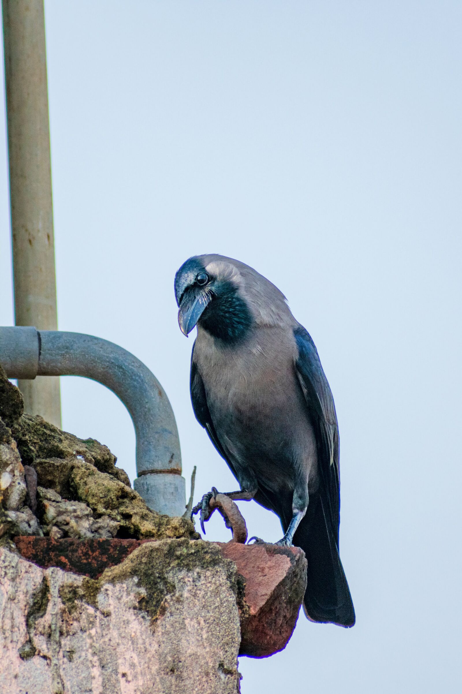 Nikon D3400 sample photo. Crow, raven, bird photography