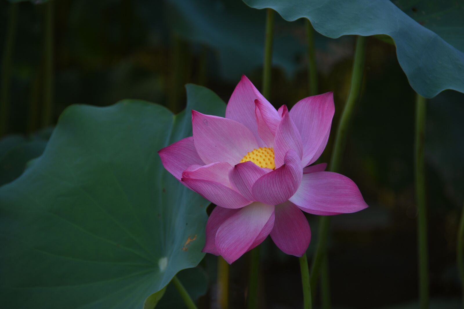 Nikon D7200 sample photo. Lotus, flower, plant photography