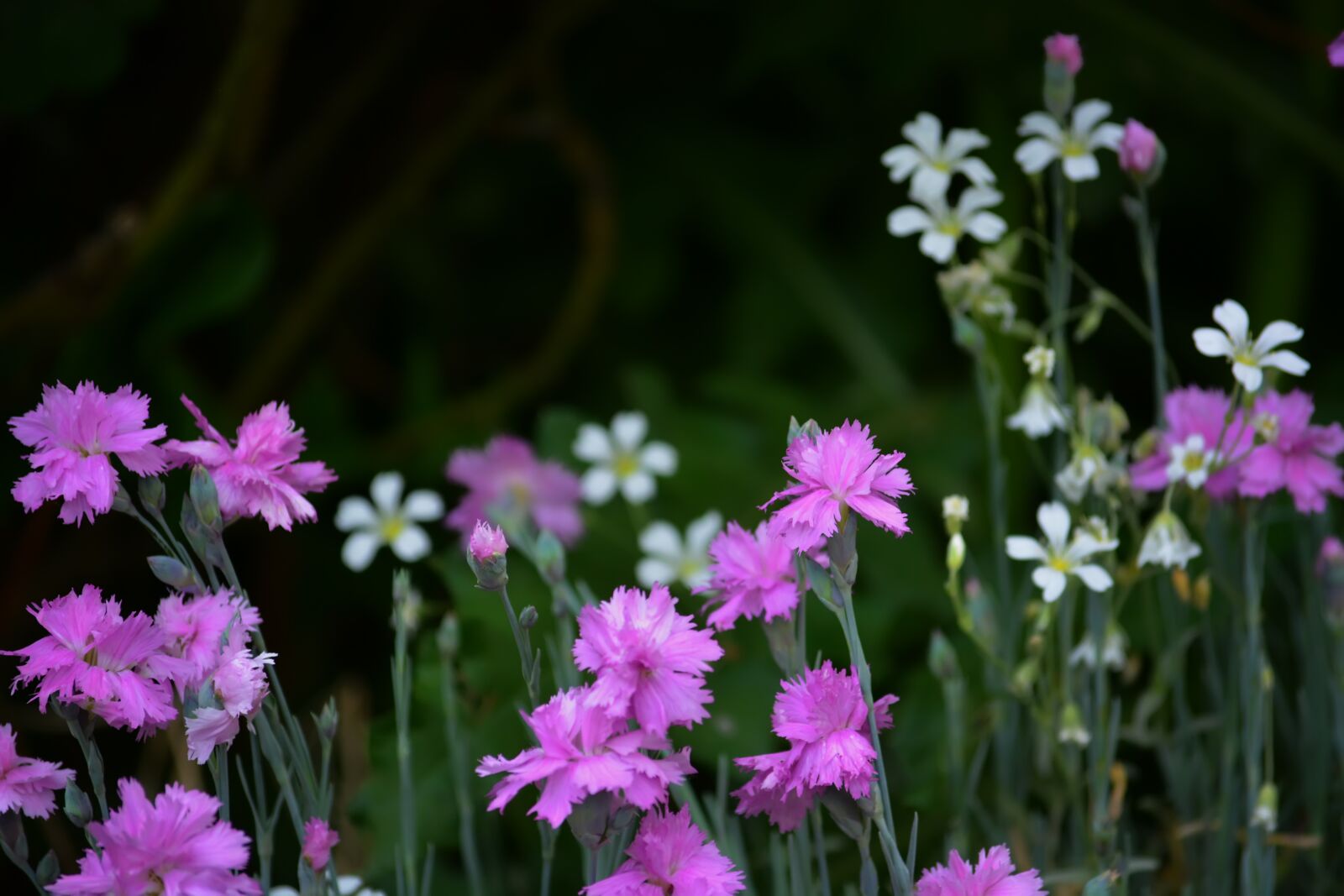 Nikon D5200 sample photo. Flowers, field, meadow photography