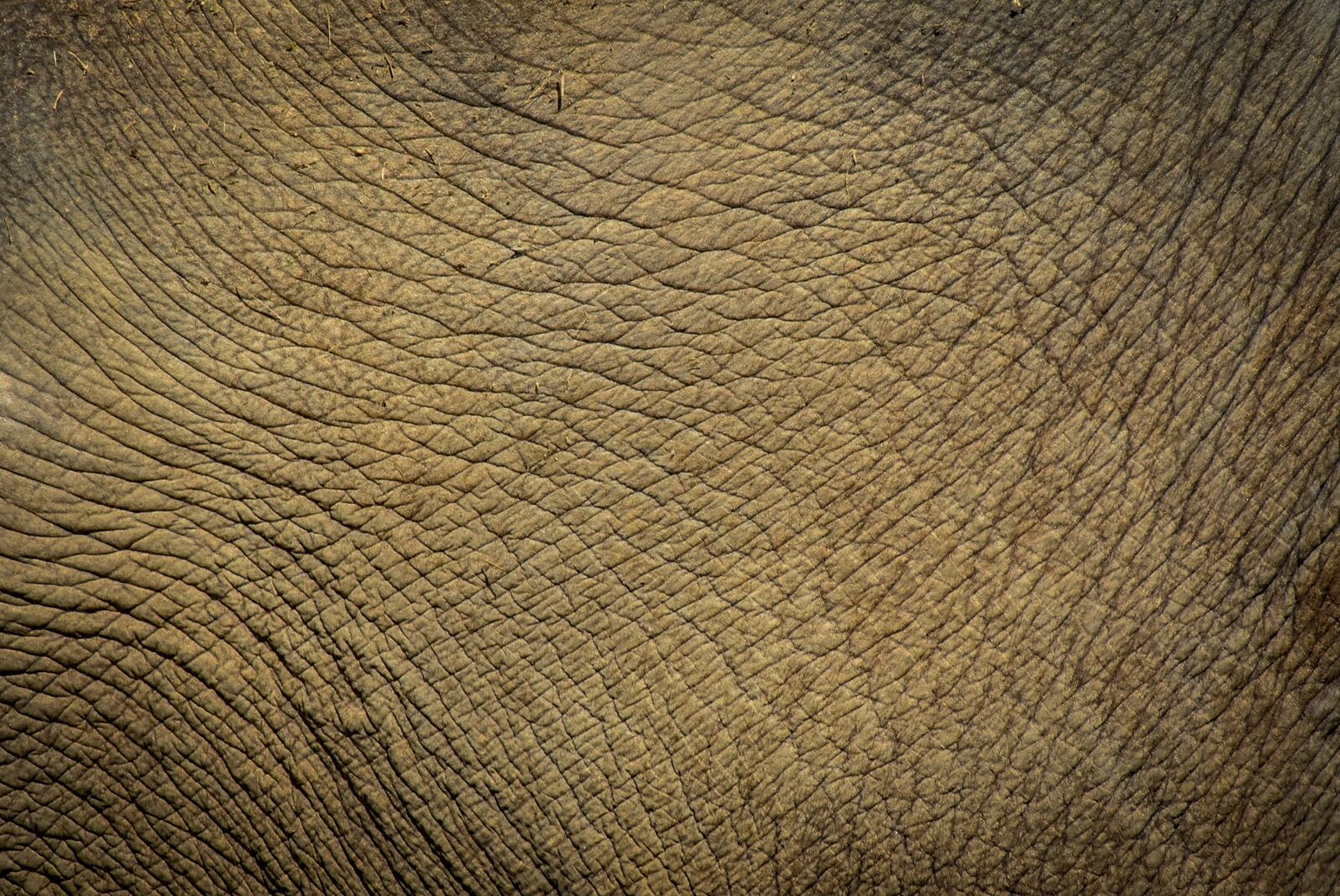 Nikon D7200 sample photo. Elephant, animal, zoo photography