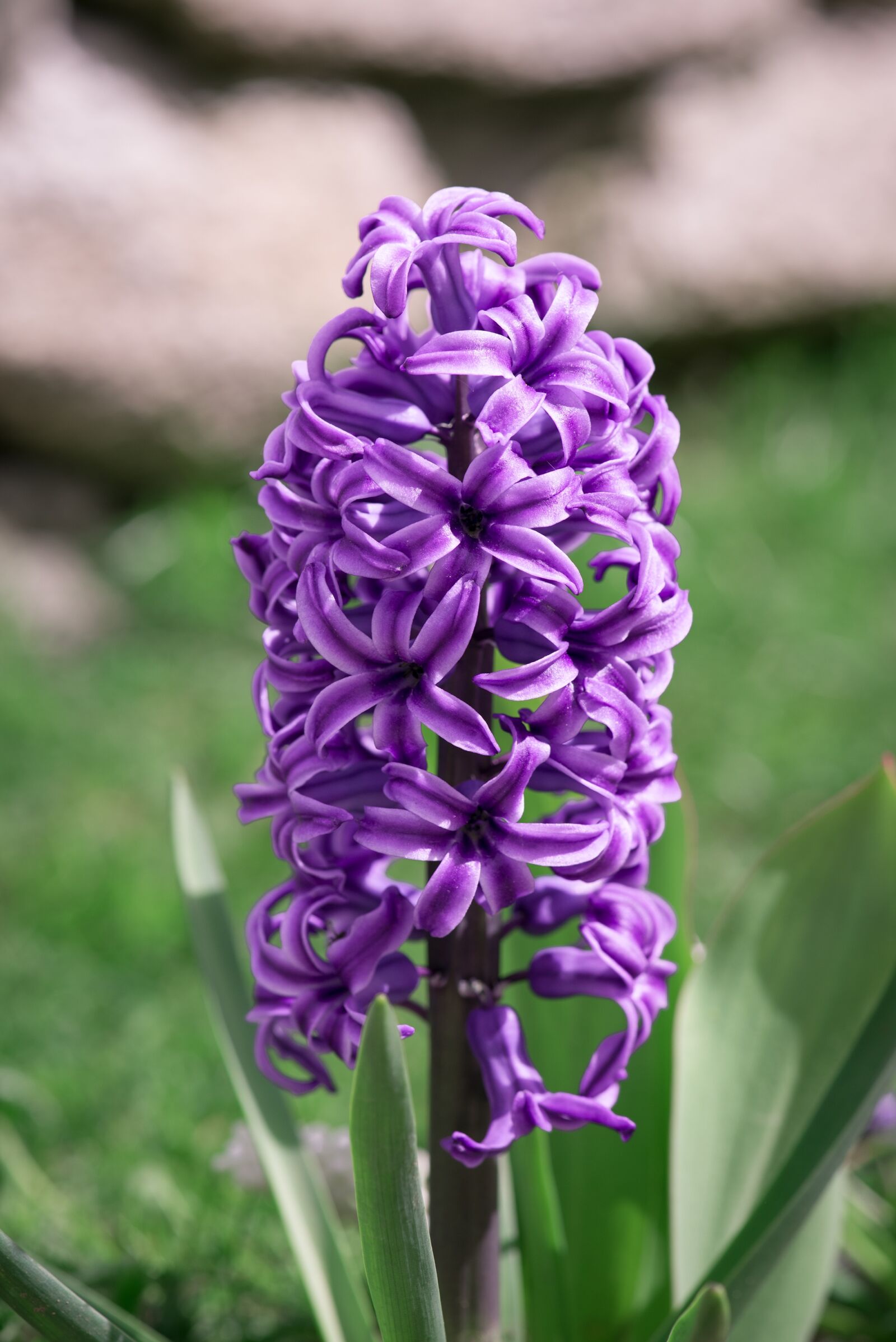 Nikon D750 sample photo. Hyacinth, purple, violet photography