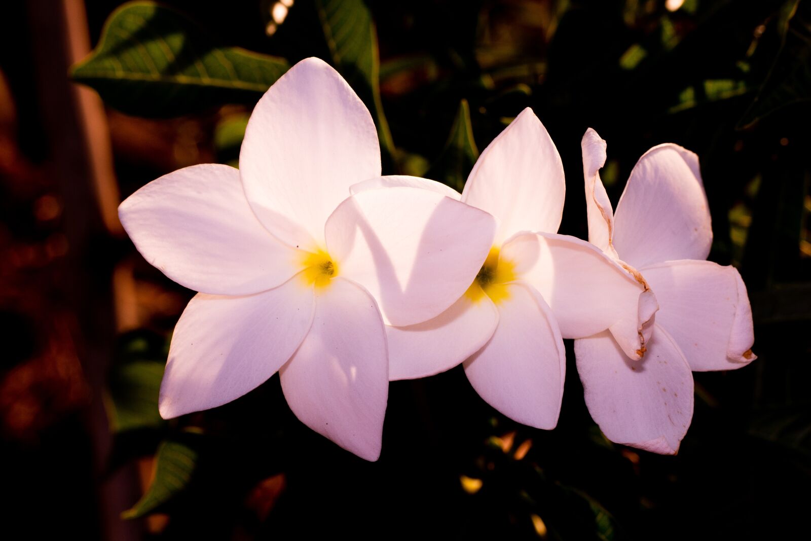Canon EOS 700D (EOS Rebel T5i / EOS Kiss X7i) + Canon EF 50mm F1.8 STM sample photo. Liliales, flower, flowers photography