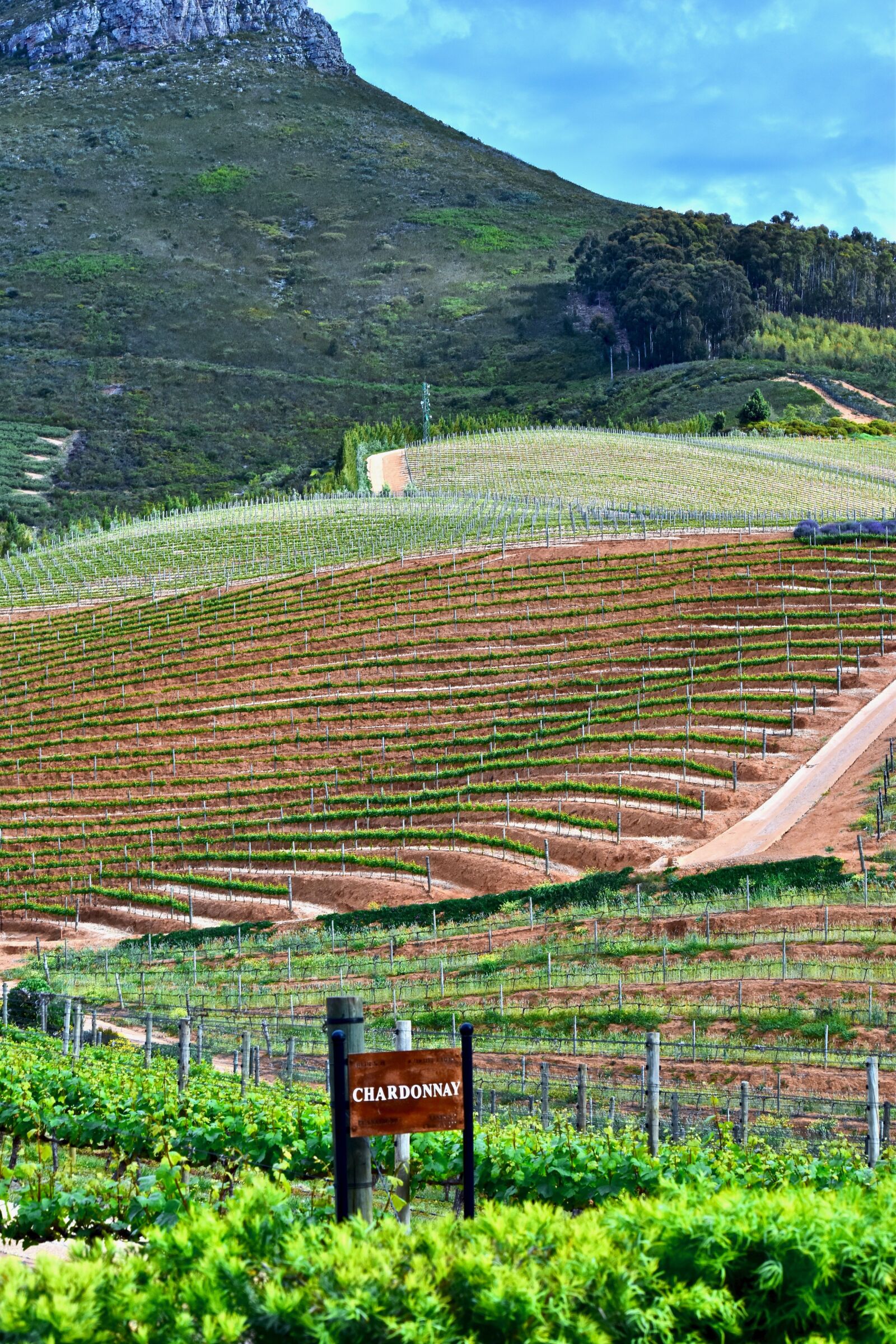 Nikon D5500 sample photo. Delaire vineyard, agriculture, vine photography