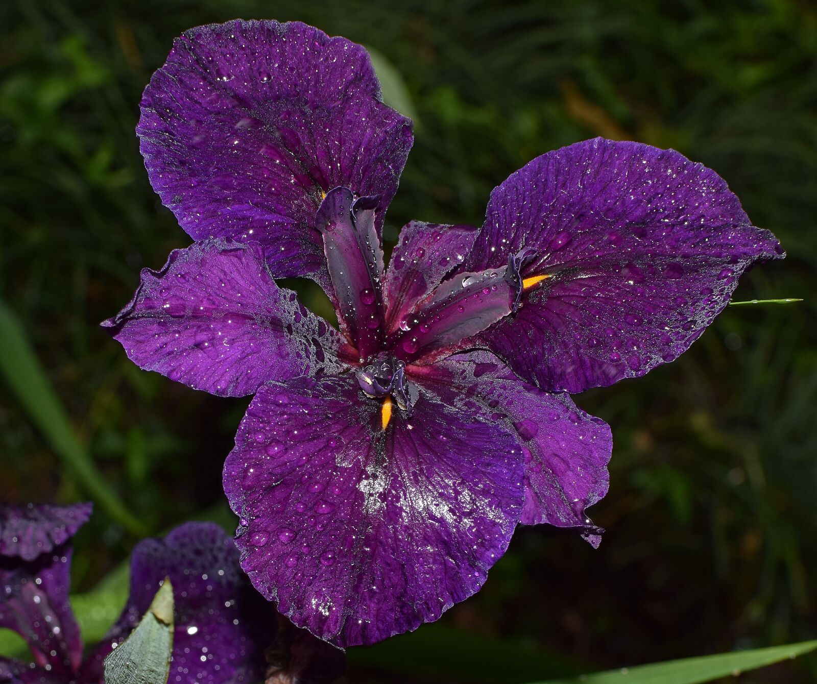 Nikon D3300 sample photo. Shimmering rain-wet iris, louisiana photography
