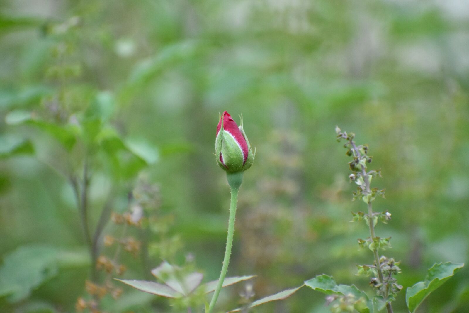 Nikon D5600 sample photo. Bud, garden, rose photography