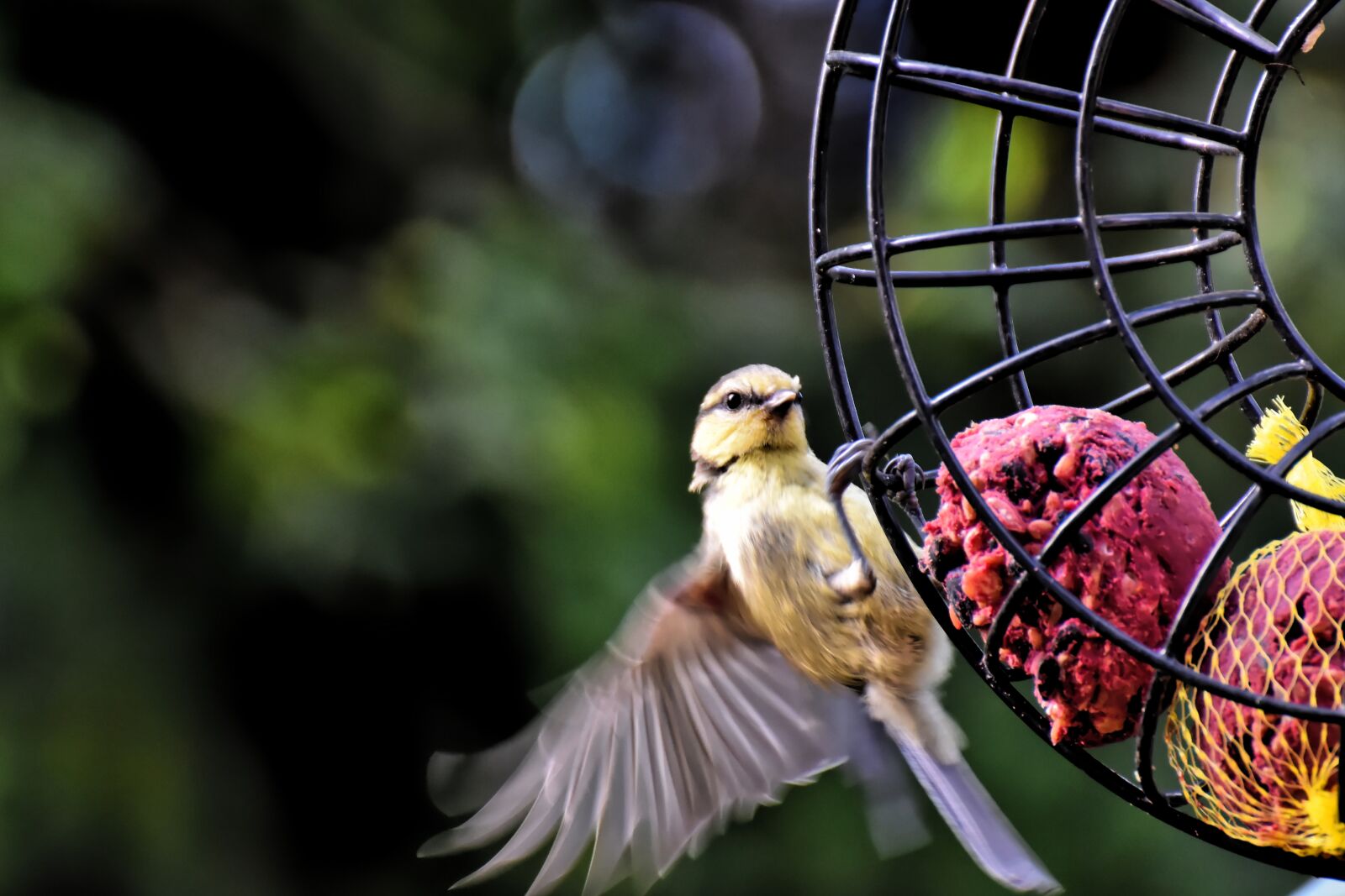 Nikon D7200 sample photo. Tit, songbird, small bird photography