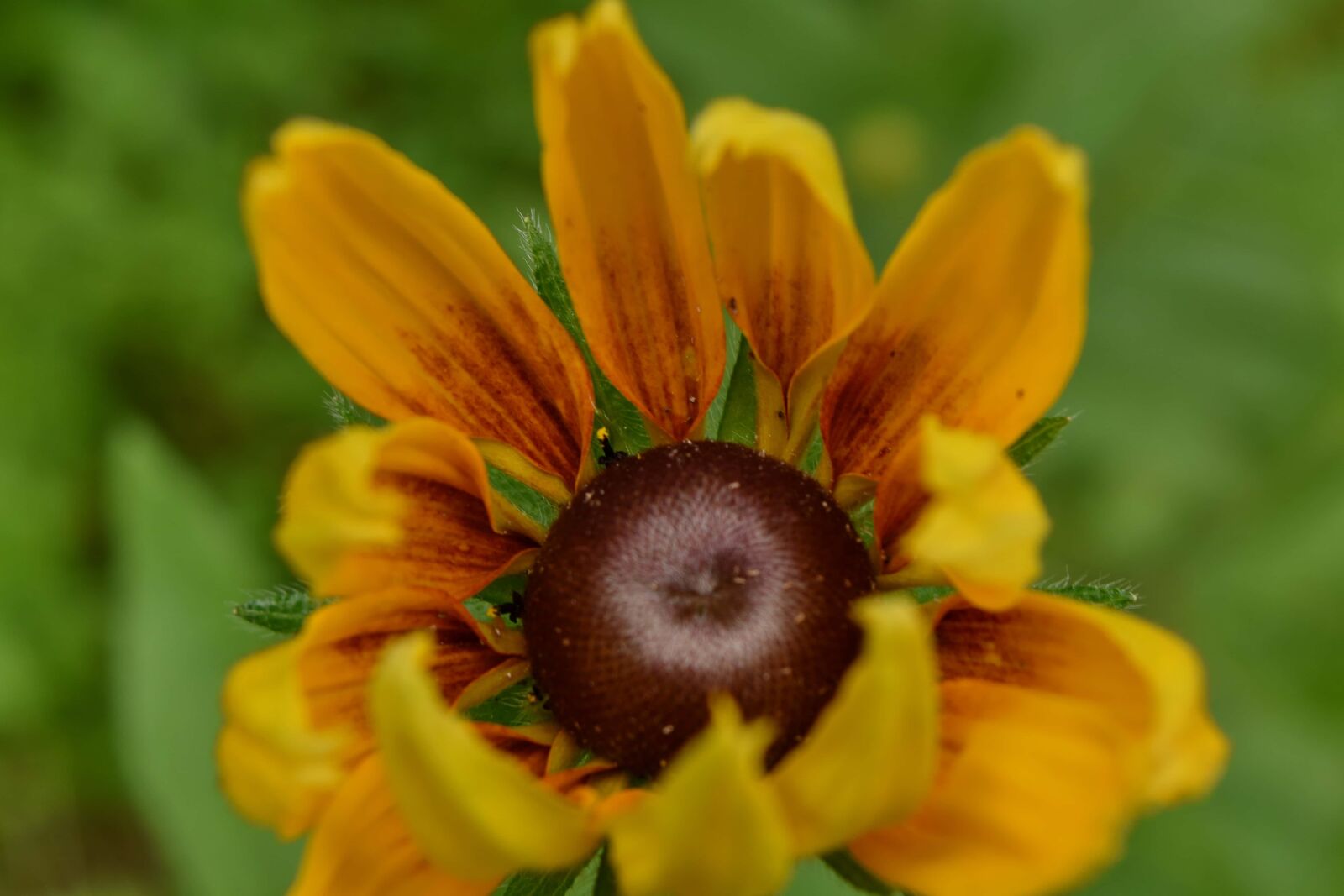 Nikon D5500 sample photo. Brown, pistil, herb, nature photography
