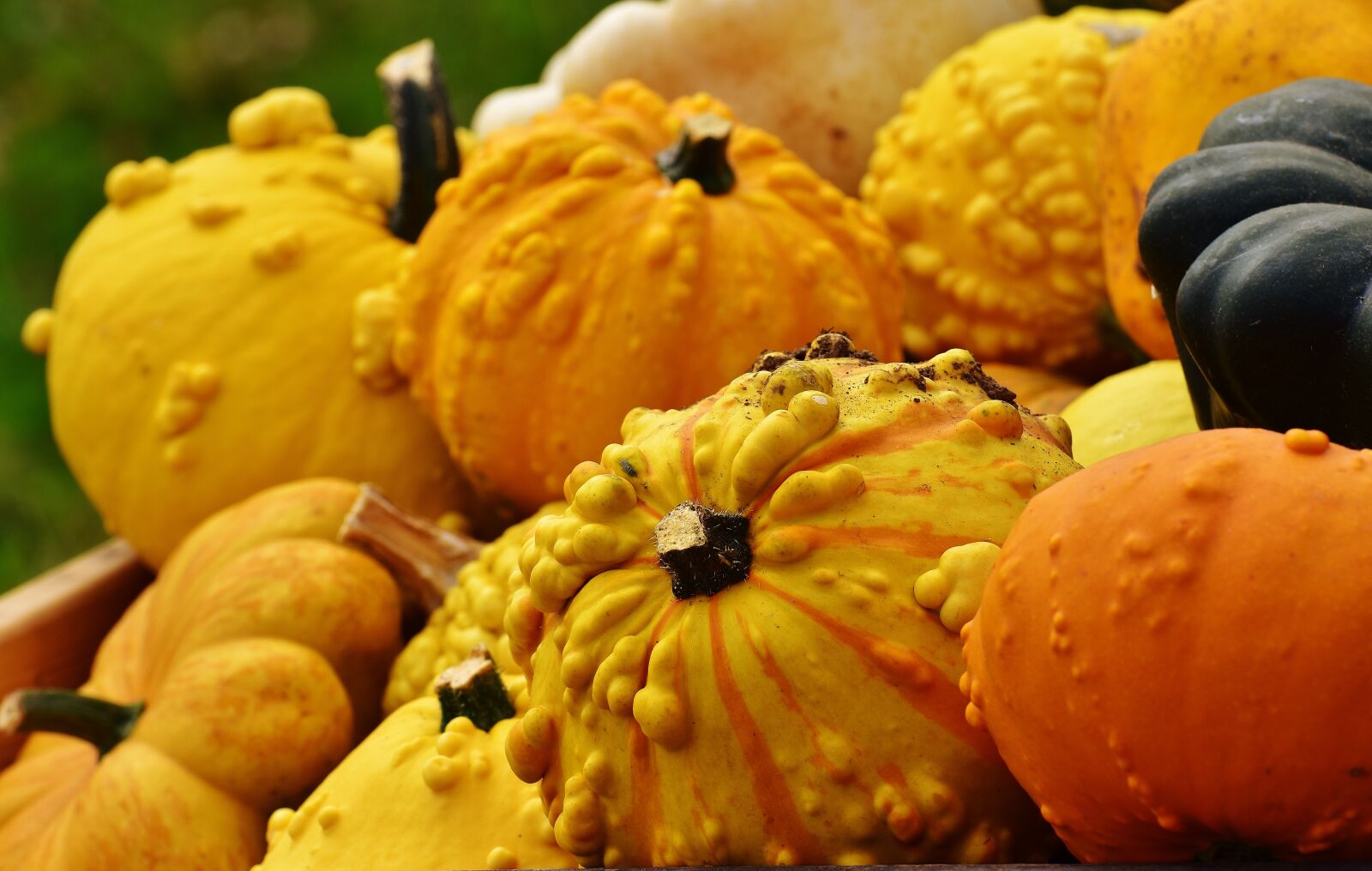 Nikon D7200 sample photo. Pumpkins, autumn, autumn decoration photography
