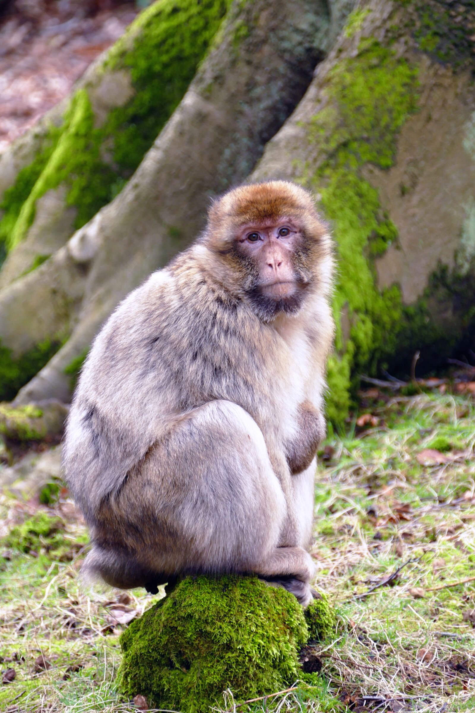 Panasonic Lumix DMC-FZ1000 sample photo. Ape, monkey, animal photography