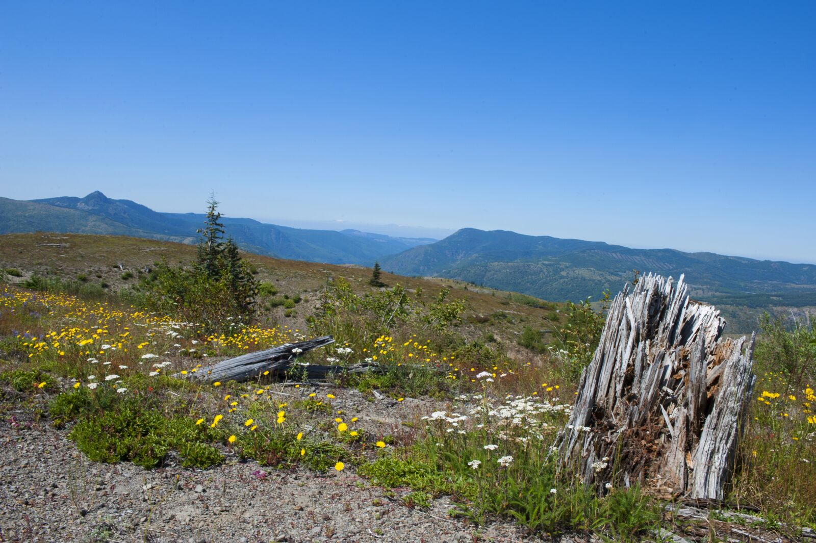 Nikon D700 sample photo. Mountains, flowers, wildflowers photography