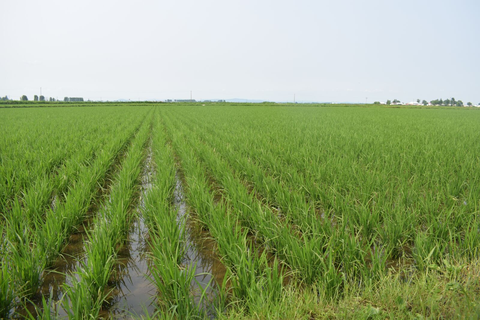 Nikon D5300 sample photo. Wuchang rice floral, rice photography