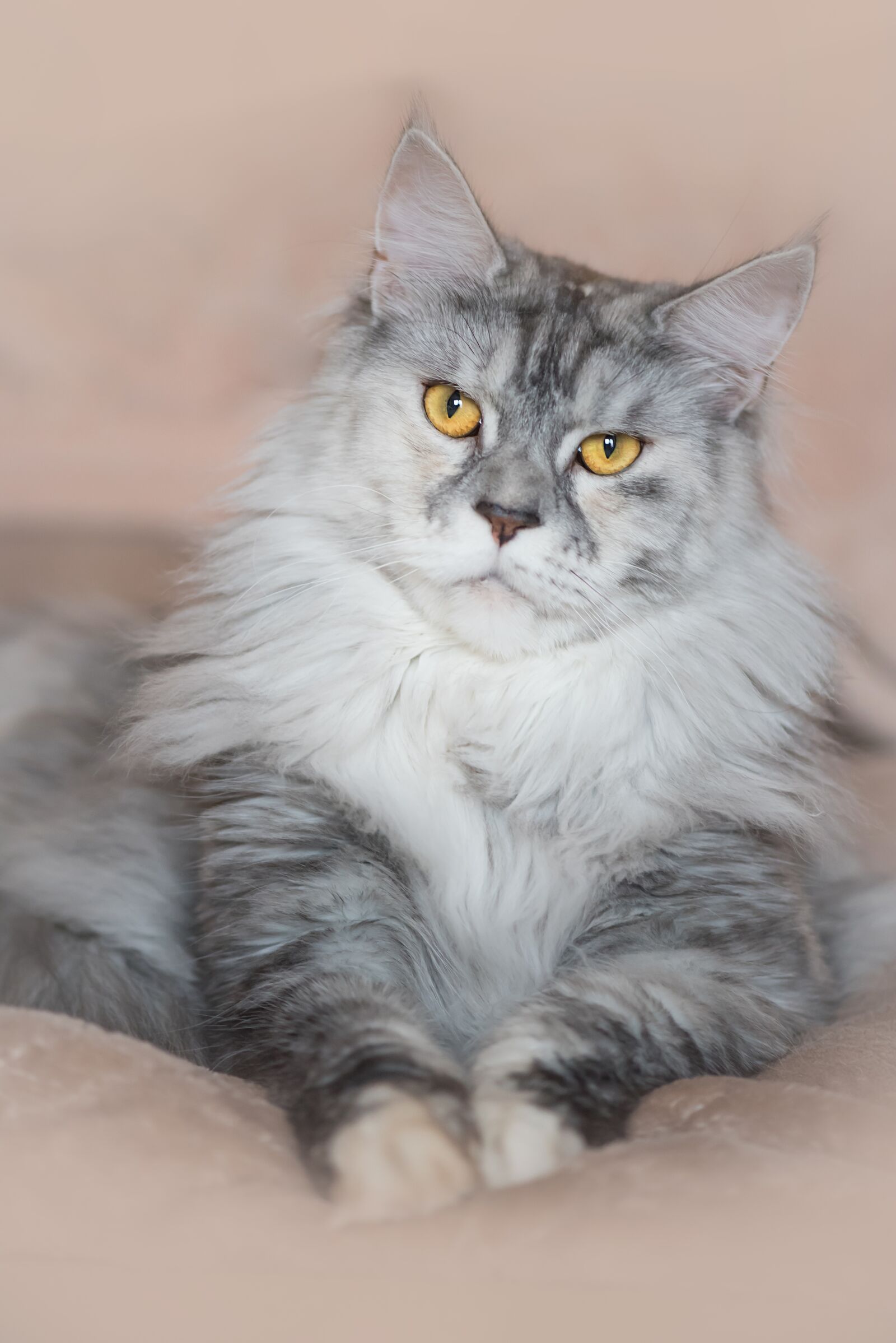Nikon D750 sample photo. Cat, white, silver photography