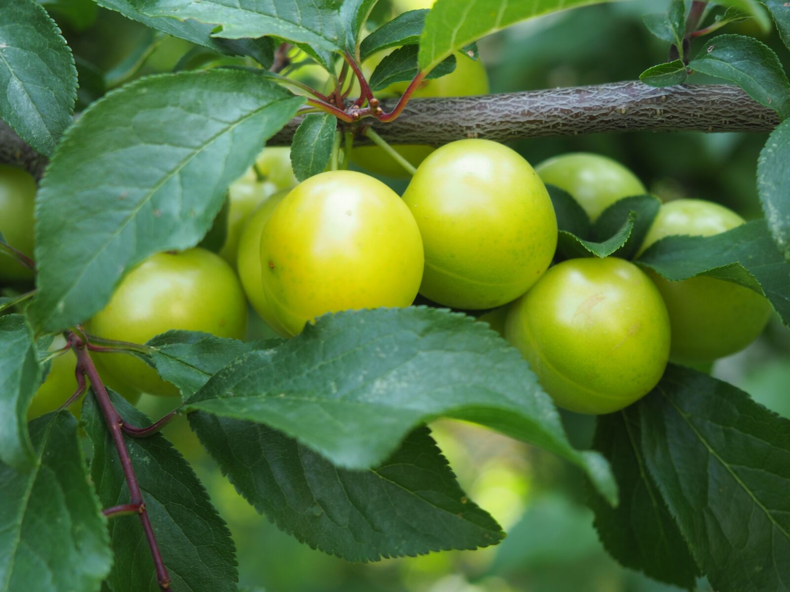 Olympus OM-D E-M10 sample photo. Ringlotte, yellow plums, fruit photography