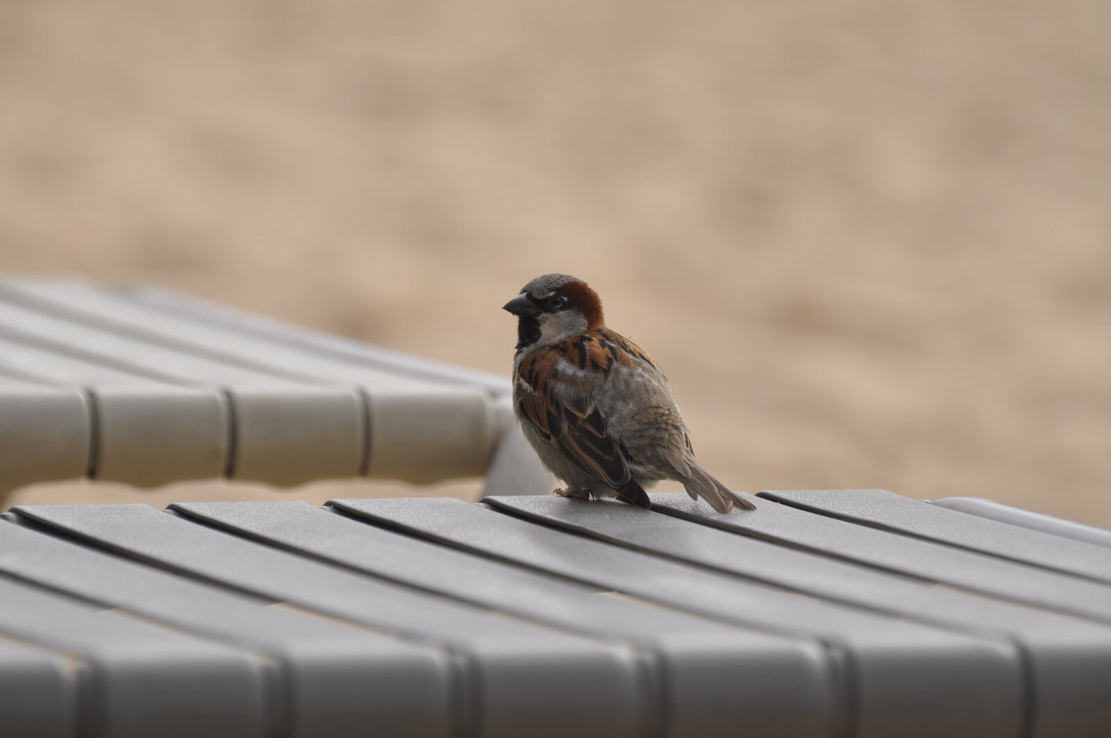 Nikon D90 sample photo. Bird, brown, feather photography