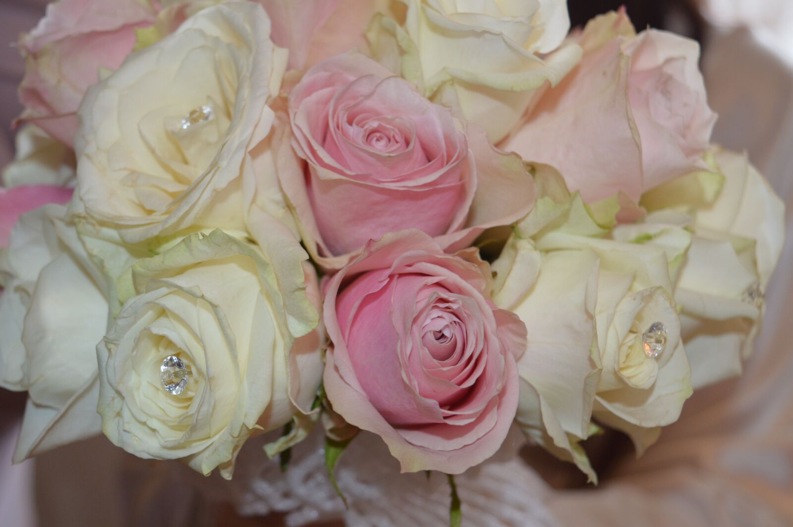 Nikon D3200 sample photo. Rose, pink, flower photography
