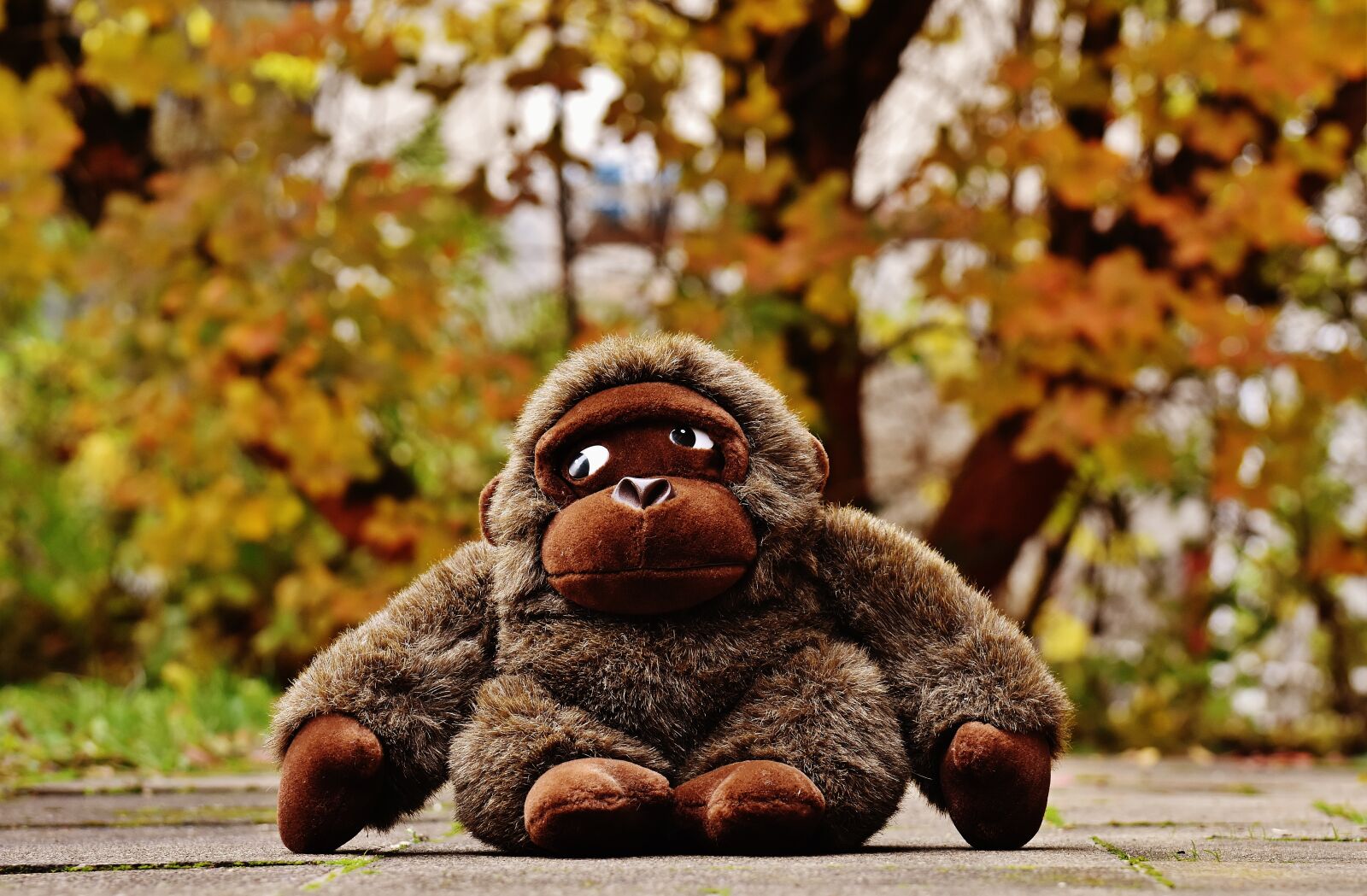 Nikon D7200 sample photo. Monkey, gorilla, toys photography