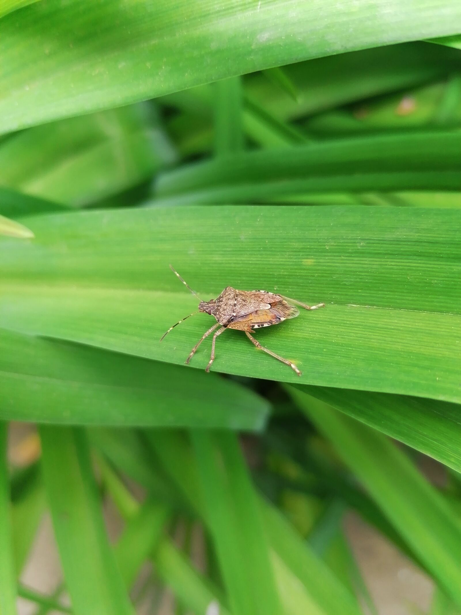 HUAWEI P30 LITE sample photo. Forest bug, bug, insect photography