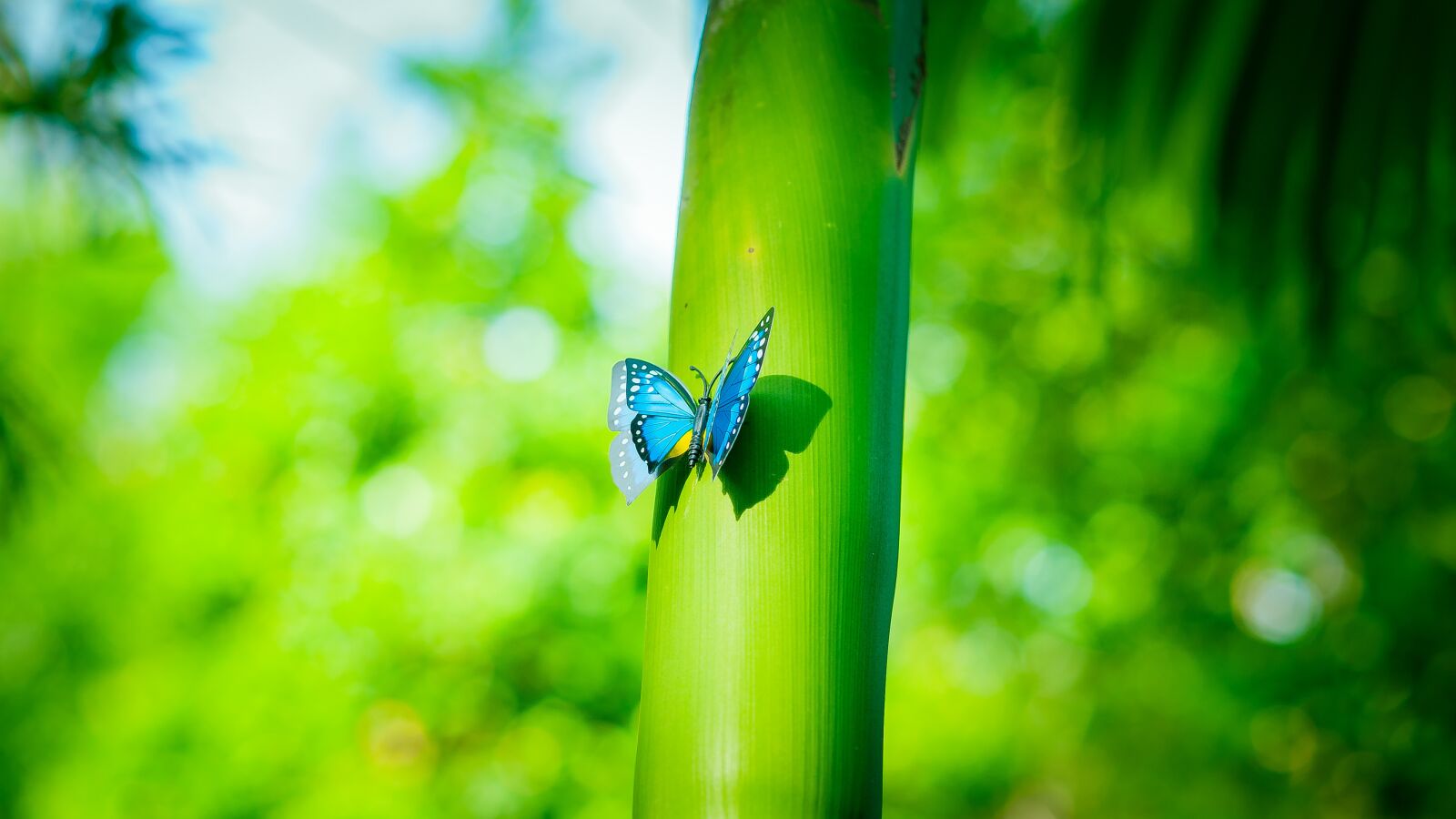 Nikon D3 sample photo. Tree, green, nature photography
