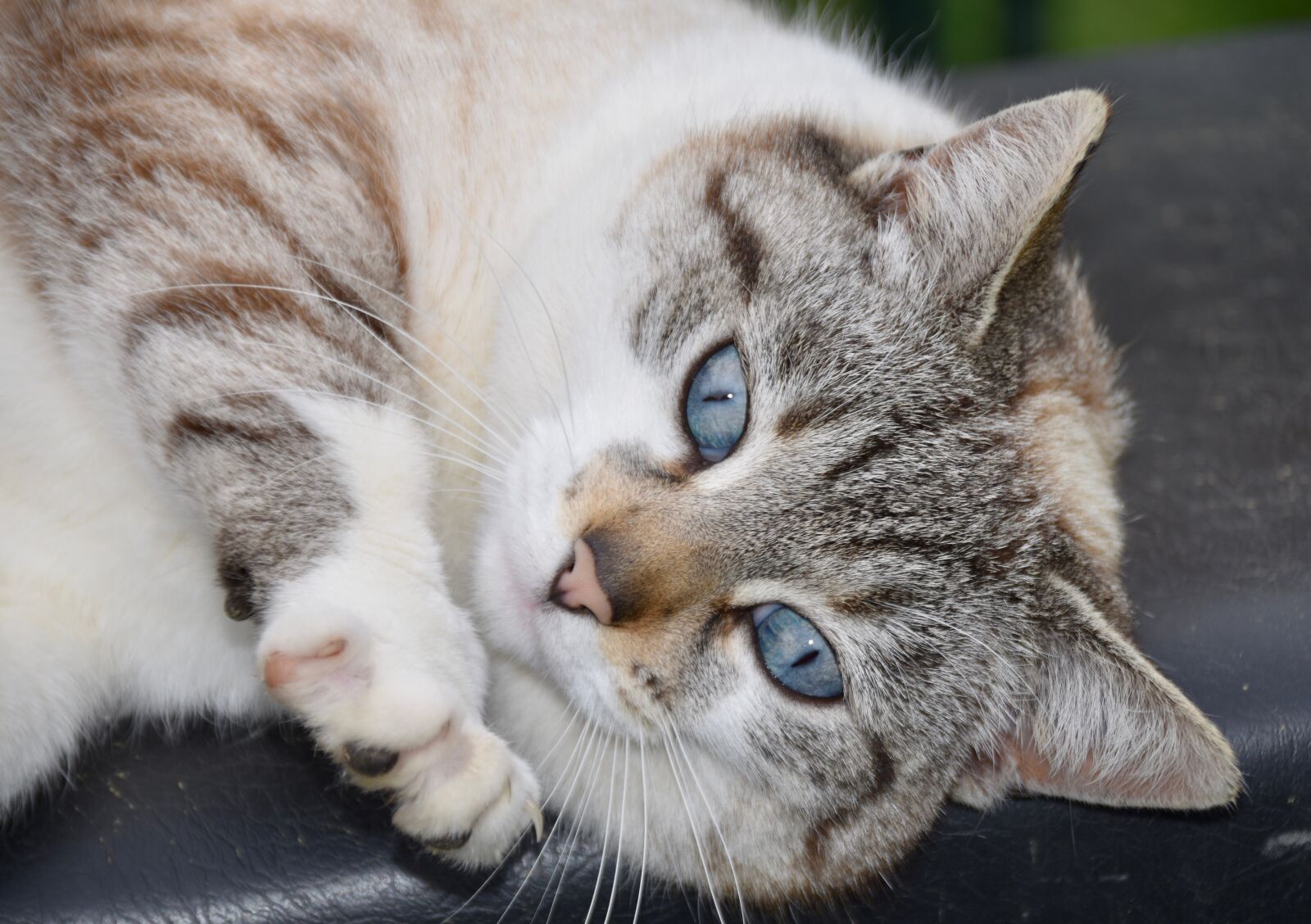 Nikon D5600 sample photo. Cat, portrait of cat photography