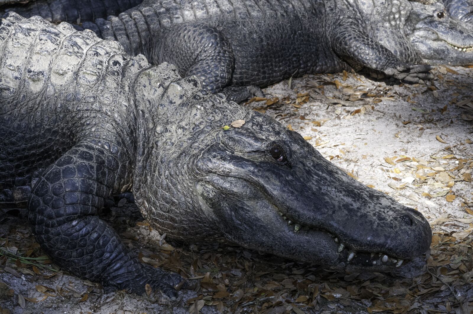 Nikon D300 sample photo. Animal, crocodile, wild photography