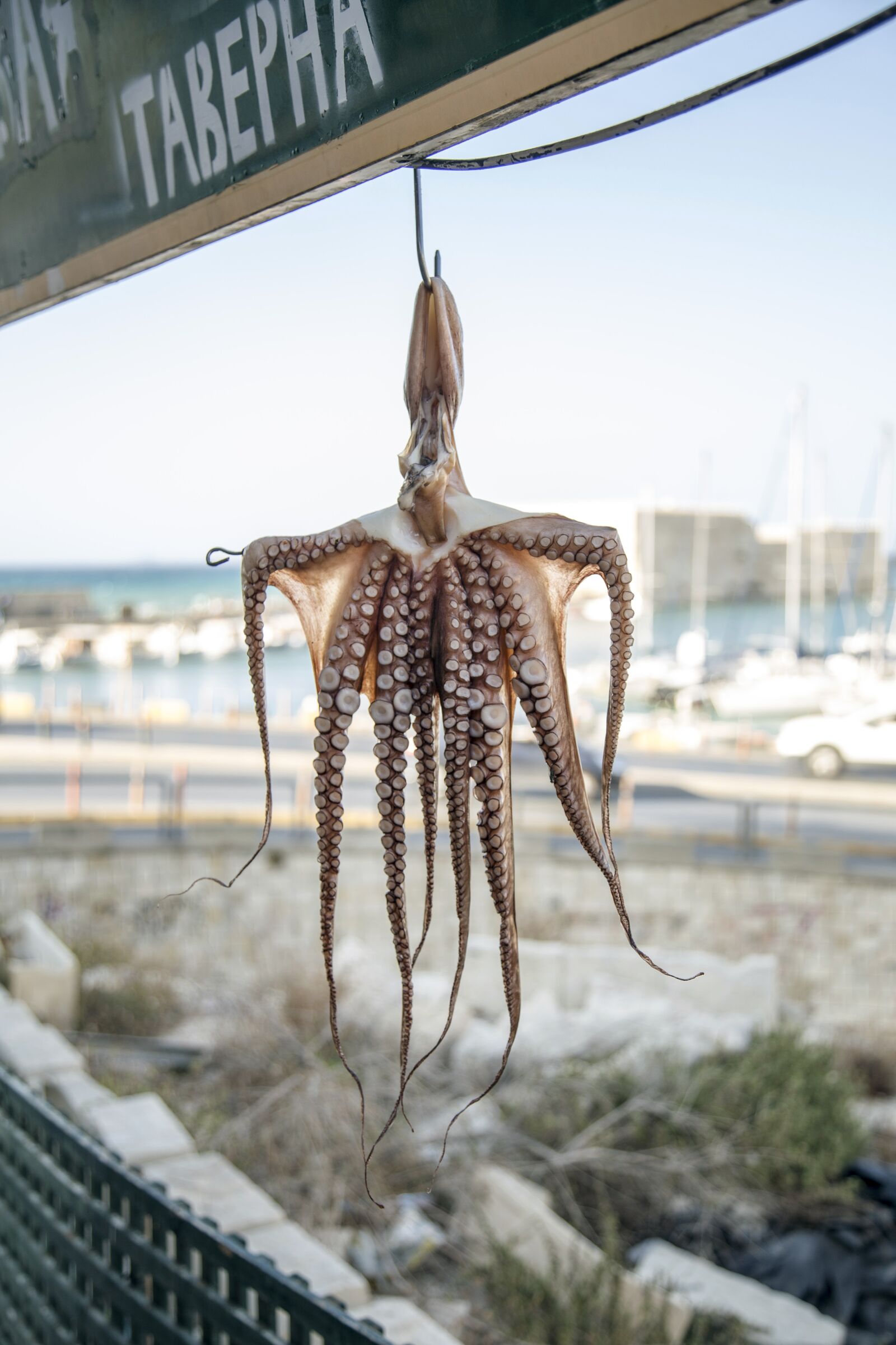 Canon EOS 6D + Canon EF 24-105mm F4L IS USM sample photo. Octopus, animal, sea photography
