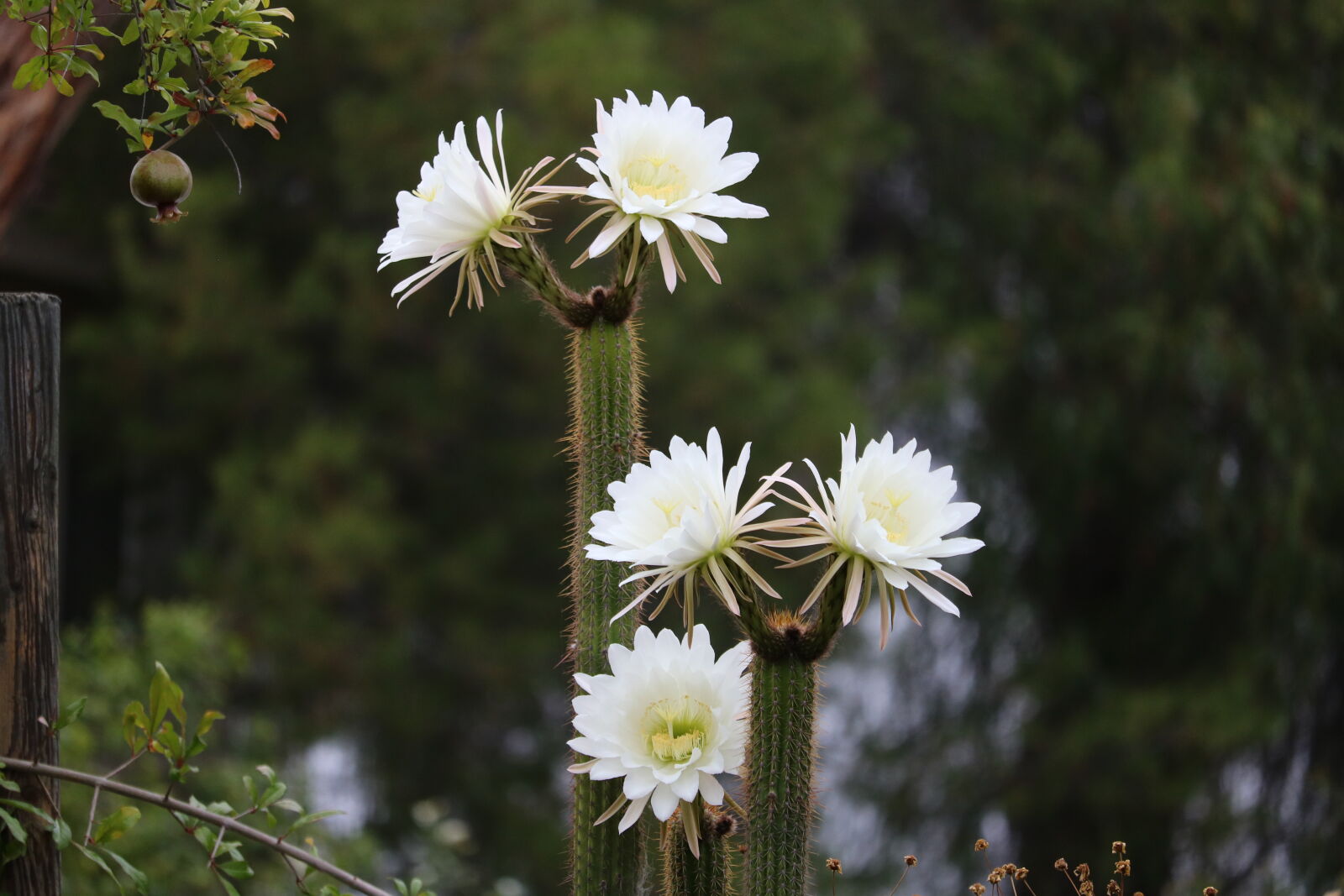 Canon EOS 750D (EOS Rebel T6i / EOS Kiss X8i) + Canon EF-S 55-250mm F4-5.6 IS STM sample photo. Cactus, flowers photography