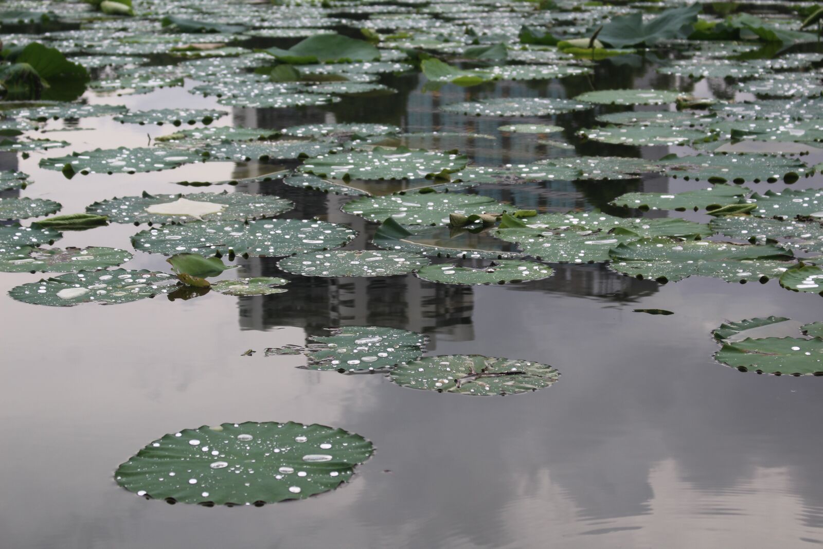 Canon EOS 1300D (EOS Rebel T6 / EOS Kiss X80) sample photo. Lotus leaf, plant, green photography