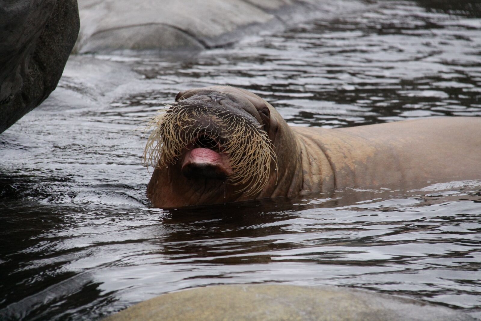 Canon EOS 50D sample photo. Walrus, robbe, mammal photography