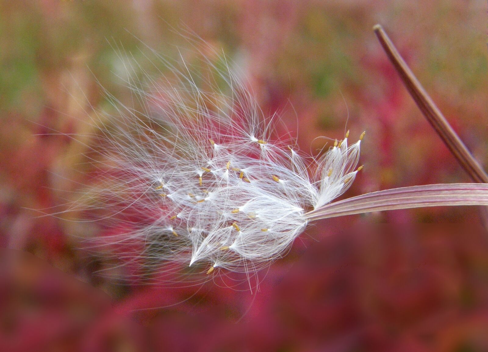 Olympus SP550UZ sample photo. Fireweed, flower, seeds photography