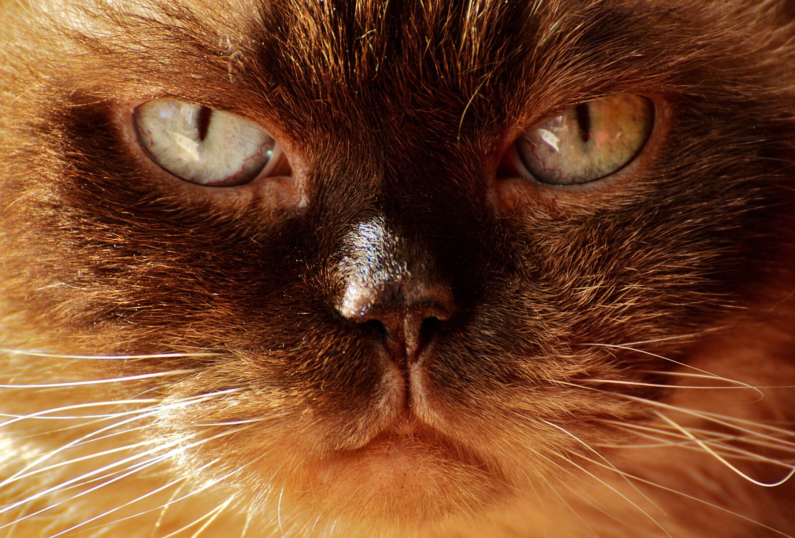 Nikon D3200 sample photo. British shorthair, cat, mieze photography