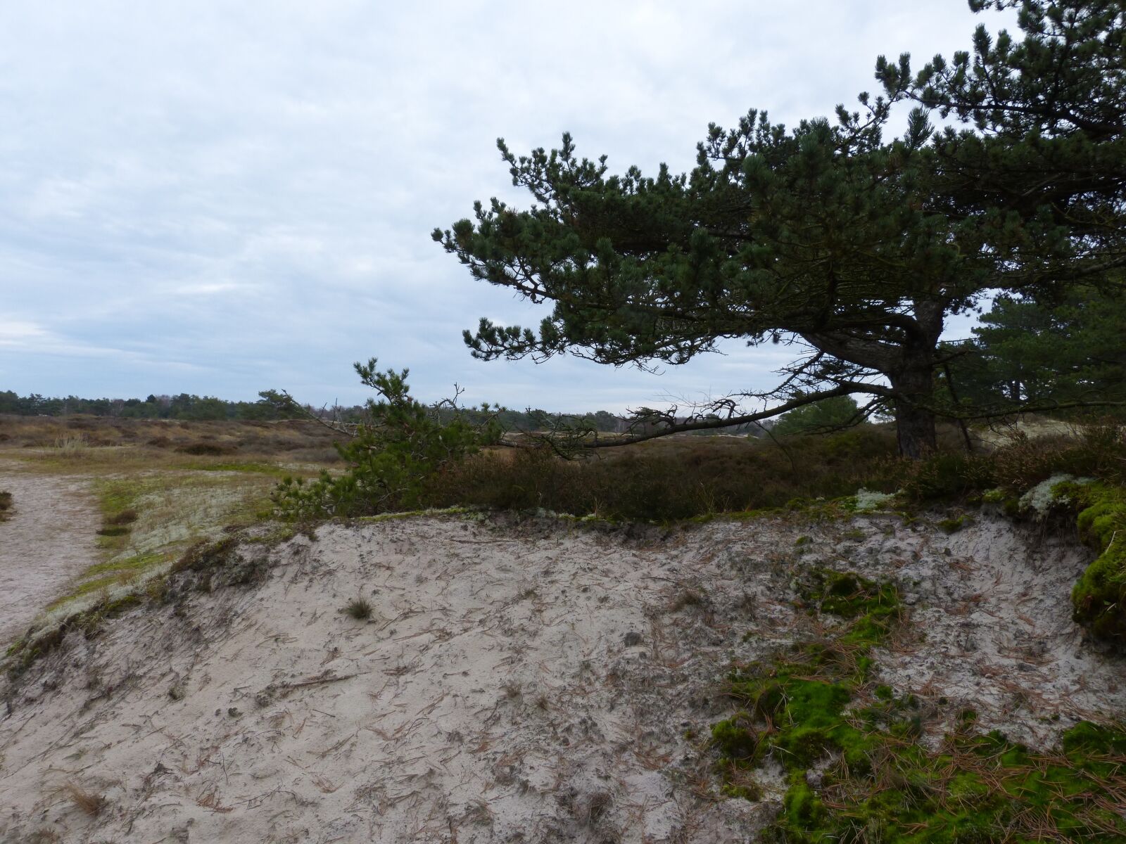 Panasonic DMC-FZ62 sample photo. Heide, hiddensee, coast photography