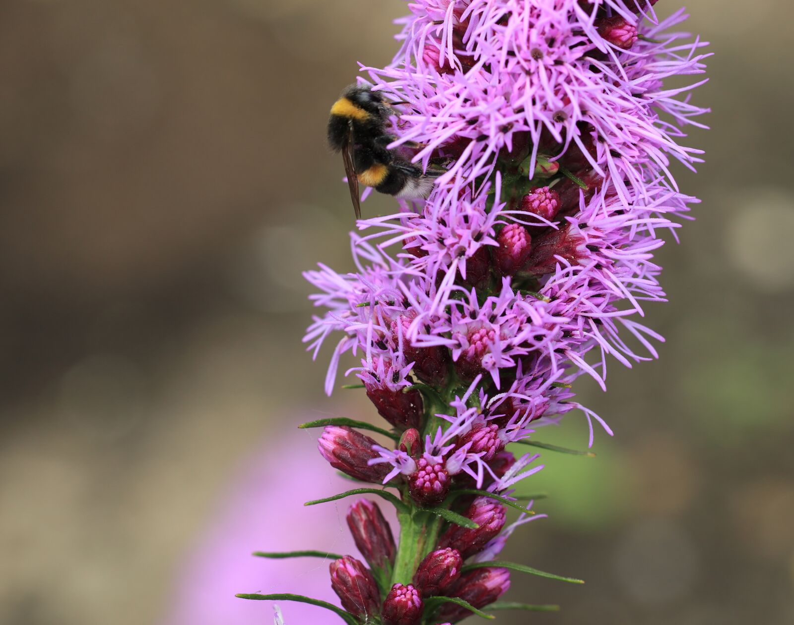 Canon EOS 80D sample photo. Flower, pink, lampepoetser photography