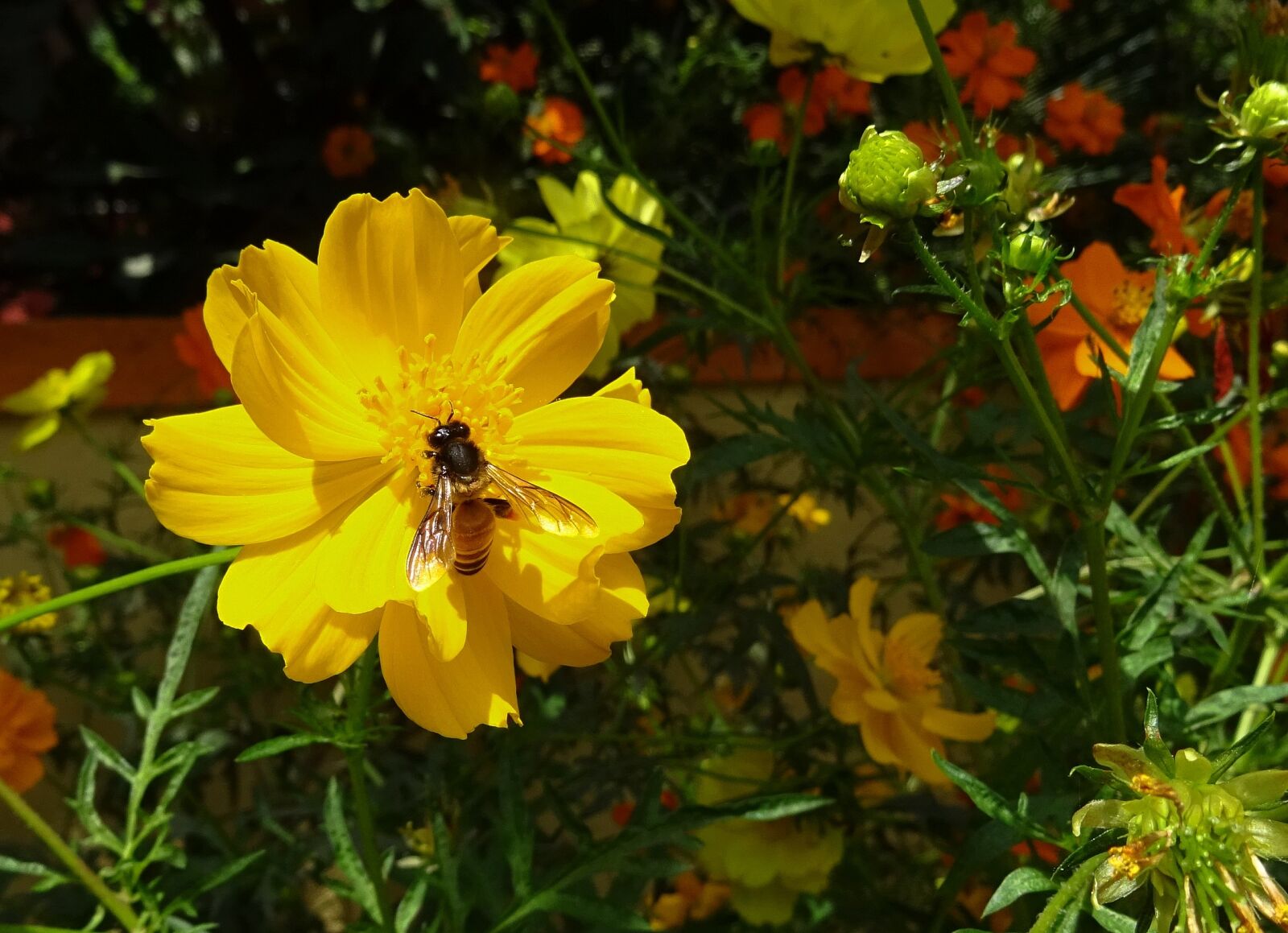 Sony DSC-HX60V sample photo. Flower, cosmos, cosmos sulphureus photography