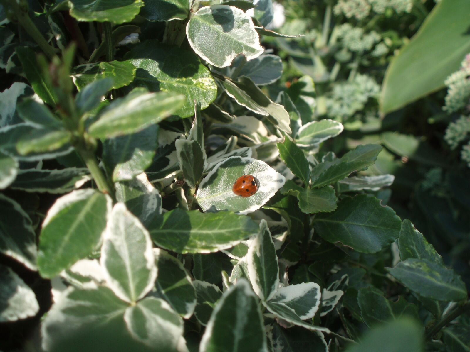 Olympus u700,S700 sample photo. Plant, ladybug, nature photography