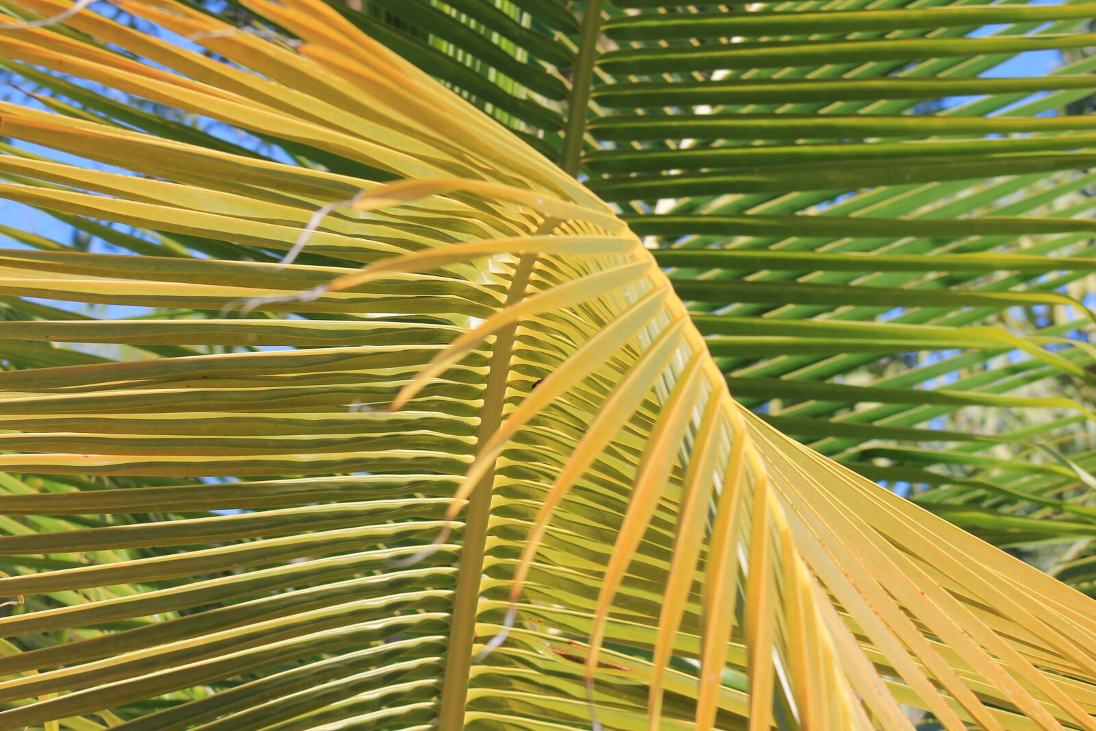 Canon EF 75-300mm f/4-5.6 sample photo. Palm, vacancy, tropics photography