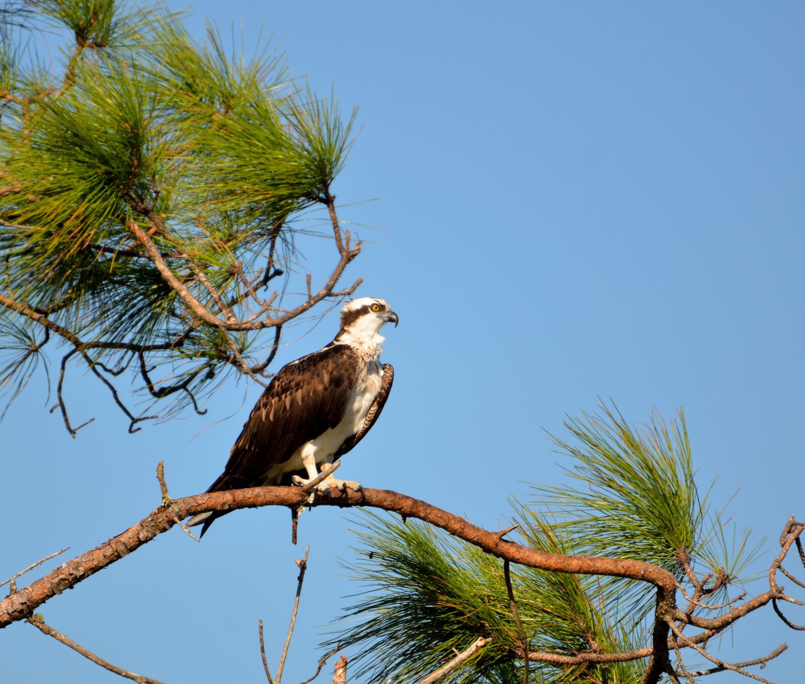 Nikon D7000 sample photo. Osprey, wildlife, avian photography