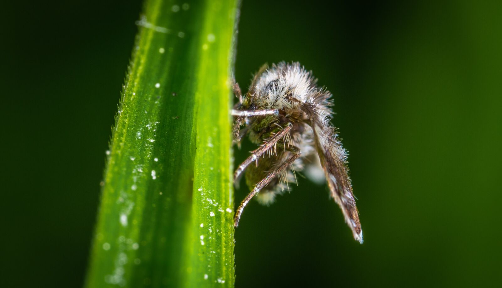 Sony a7R II sample photo. Macro, insect, babusnica photography