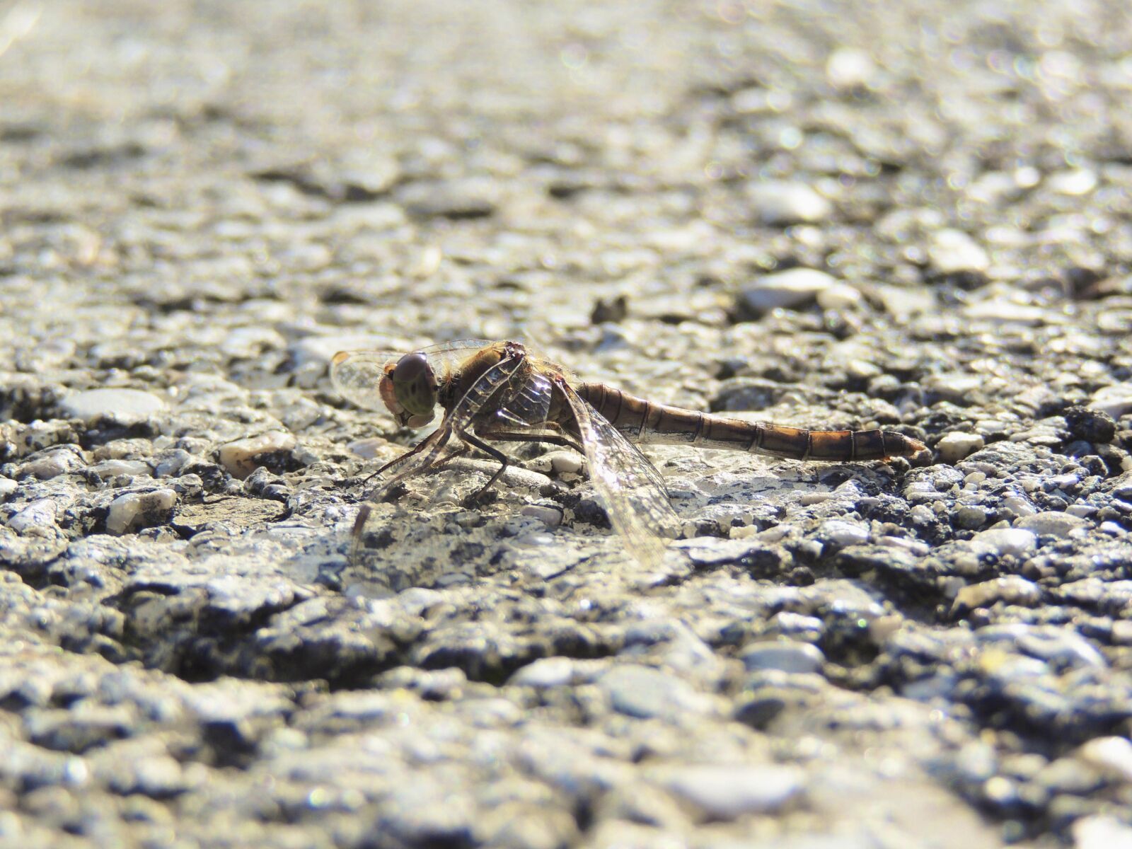 Nikon Coolpix P510 sample photo. Dragonfly, insect, close up photography
