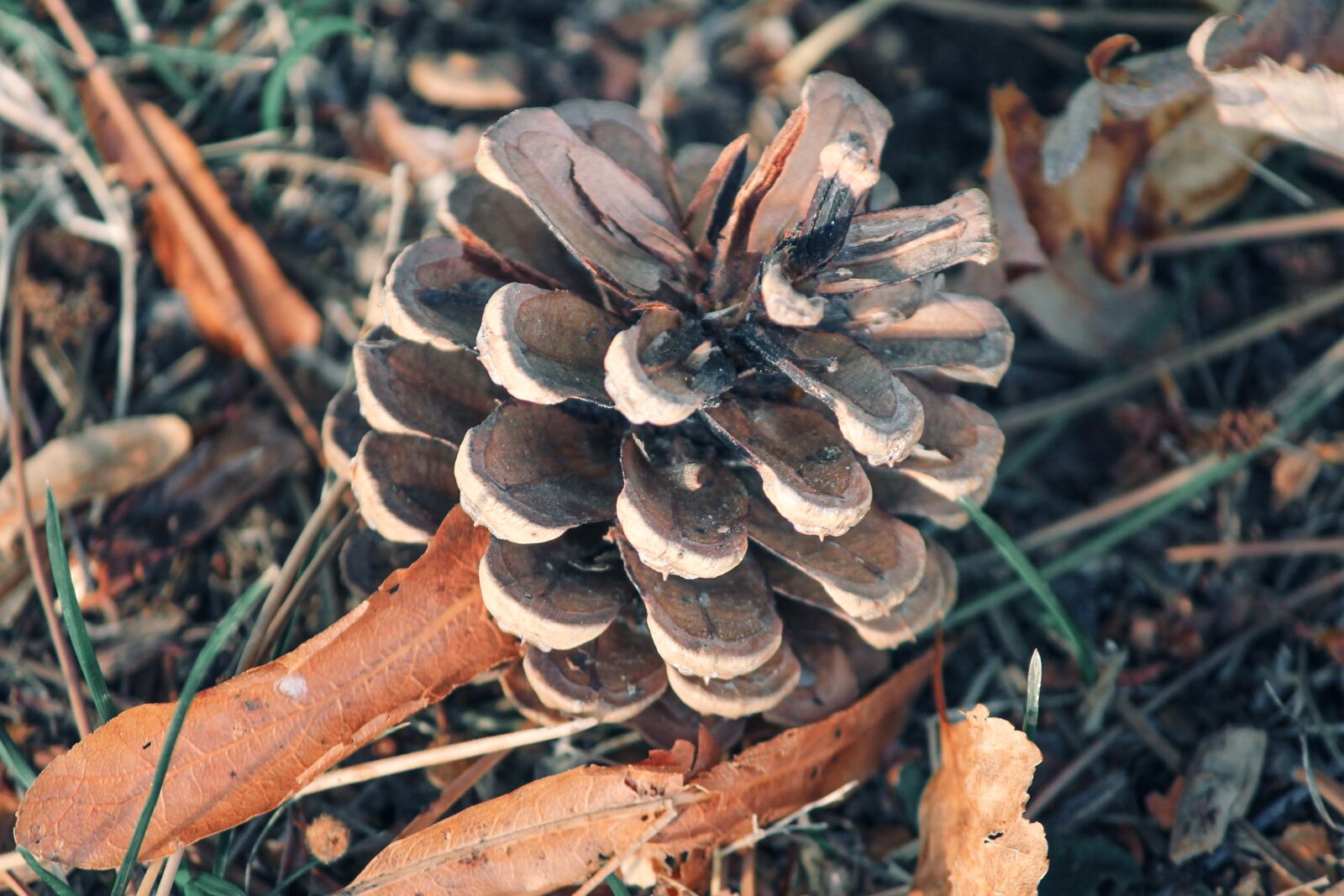 Canon EOS 1100D (EOS Rebel T3 / EOS Kiss X50) sample photo. Pine cones, pine, conifer photography