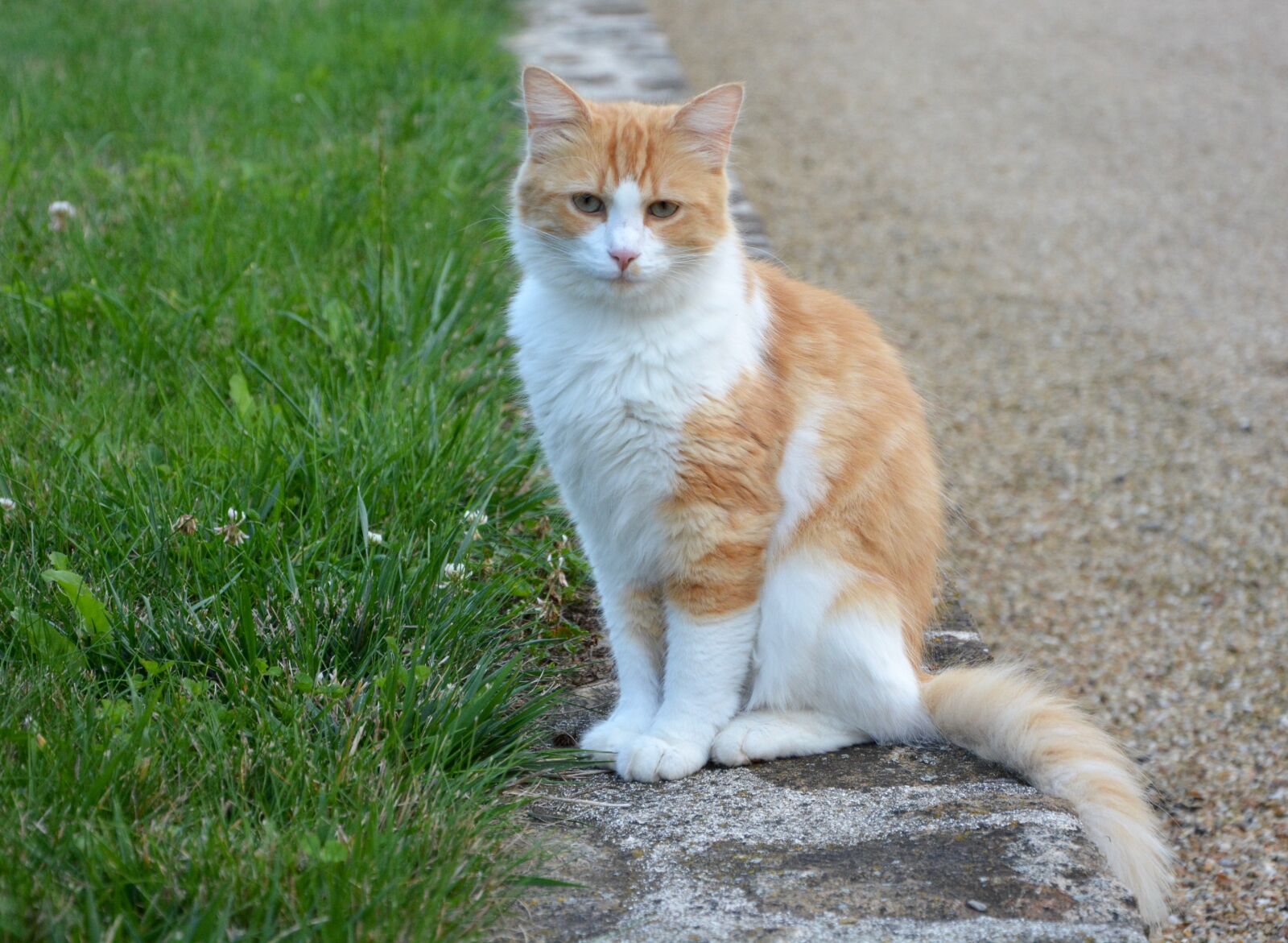 Nikon D5200 sample photo. Cat, white roux, feline photography