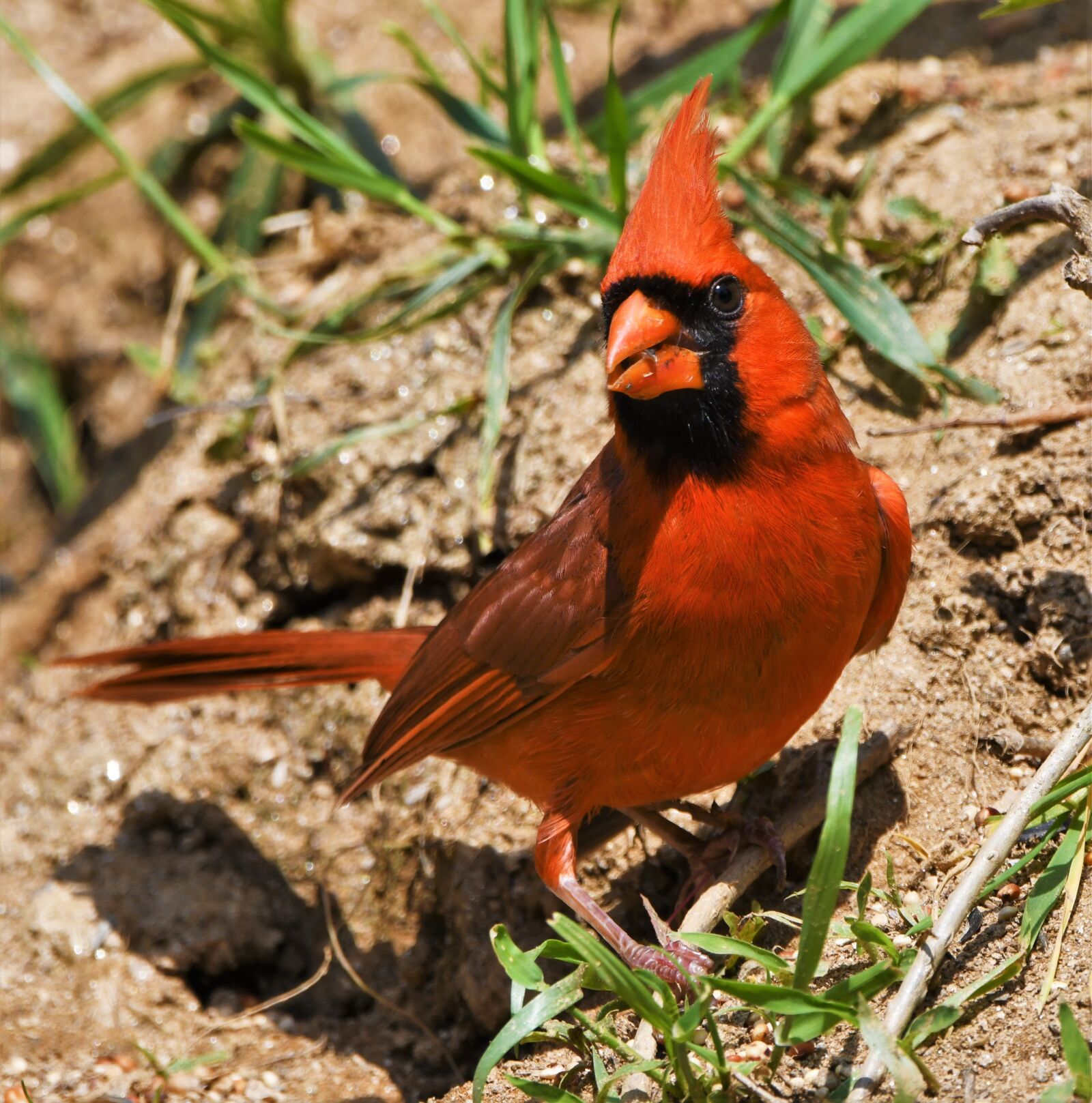 Nikon D850 sample photo. Bird, redbird, cardinal photography